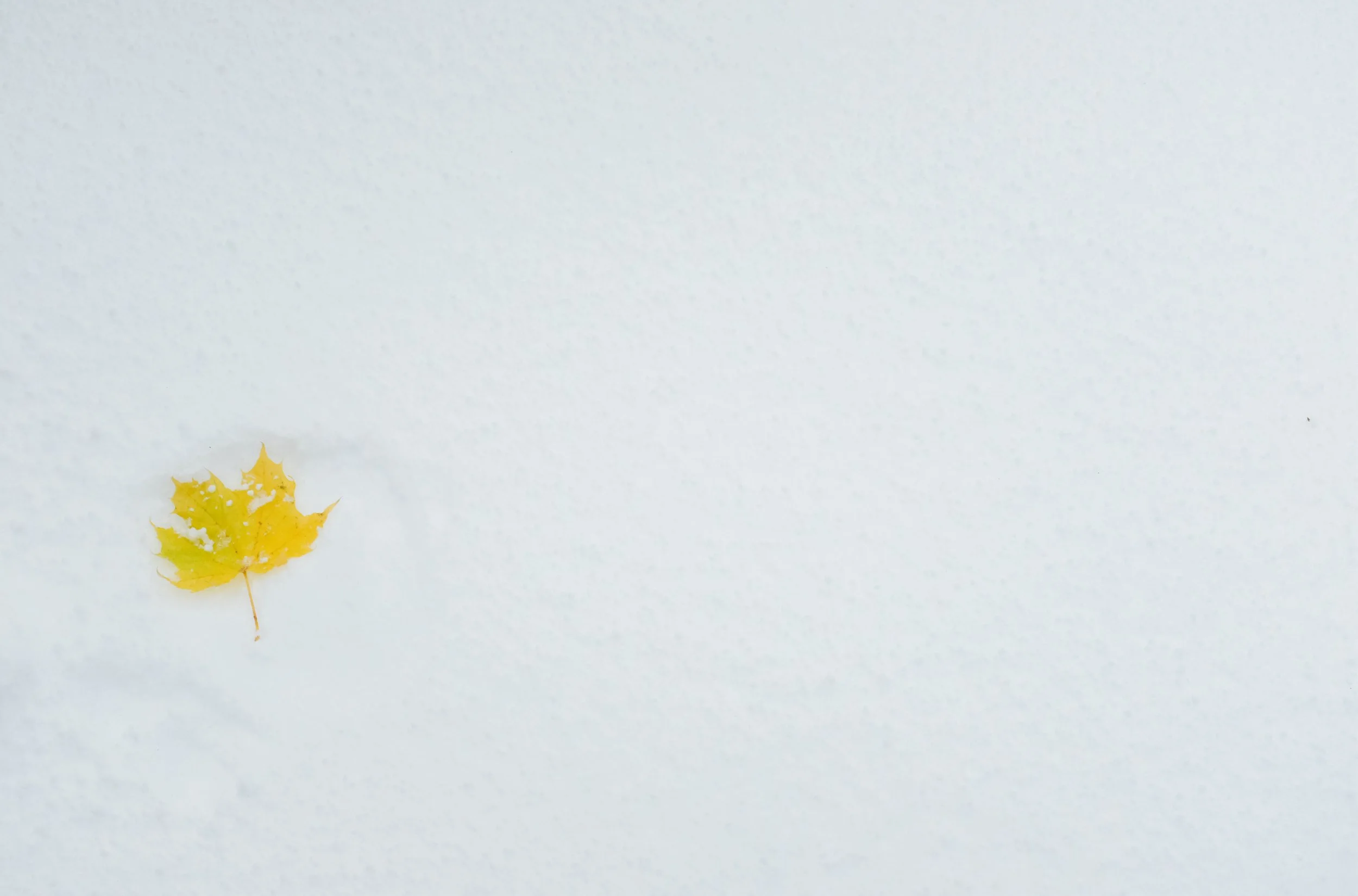 yellowleafsnow.jpg