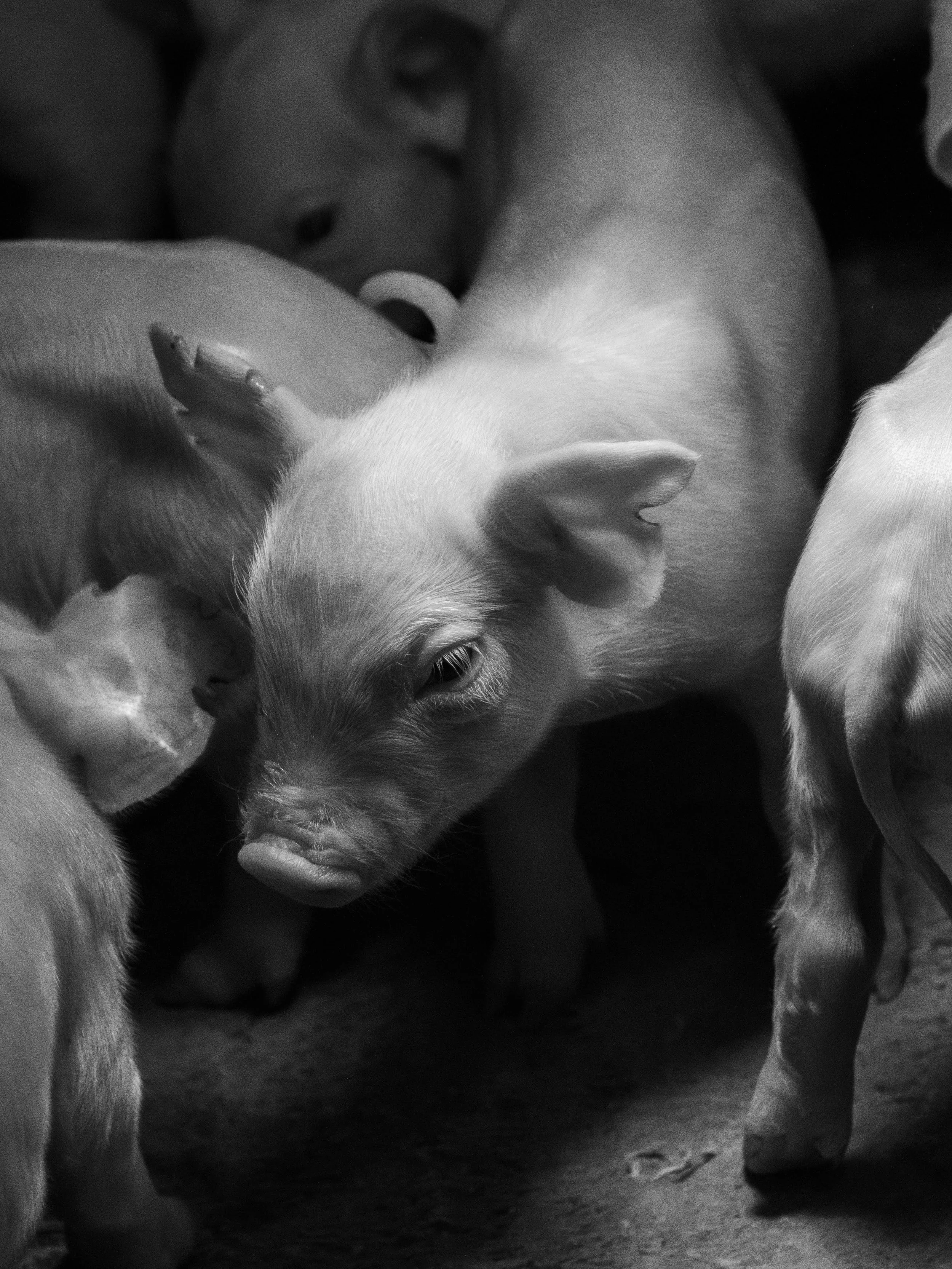 2026 Virginia Pork Council Annual Meeting. 