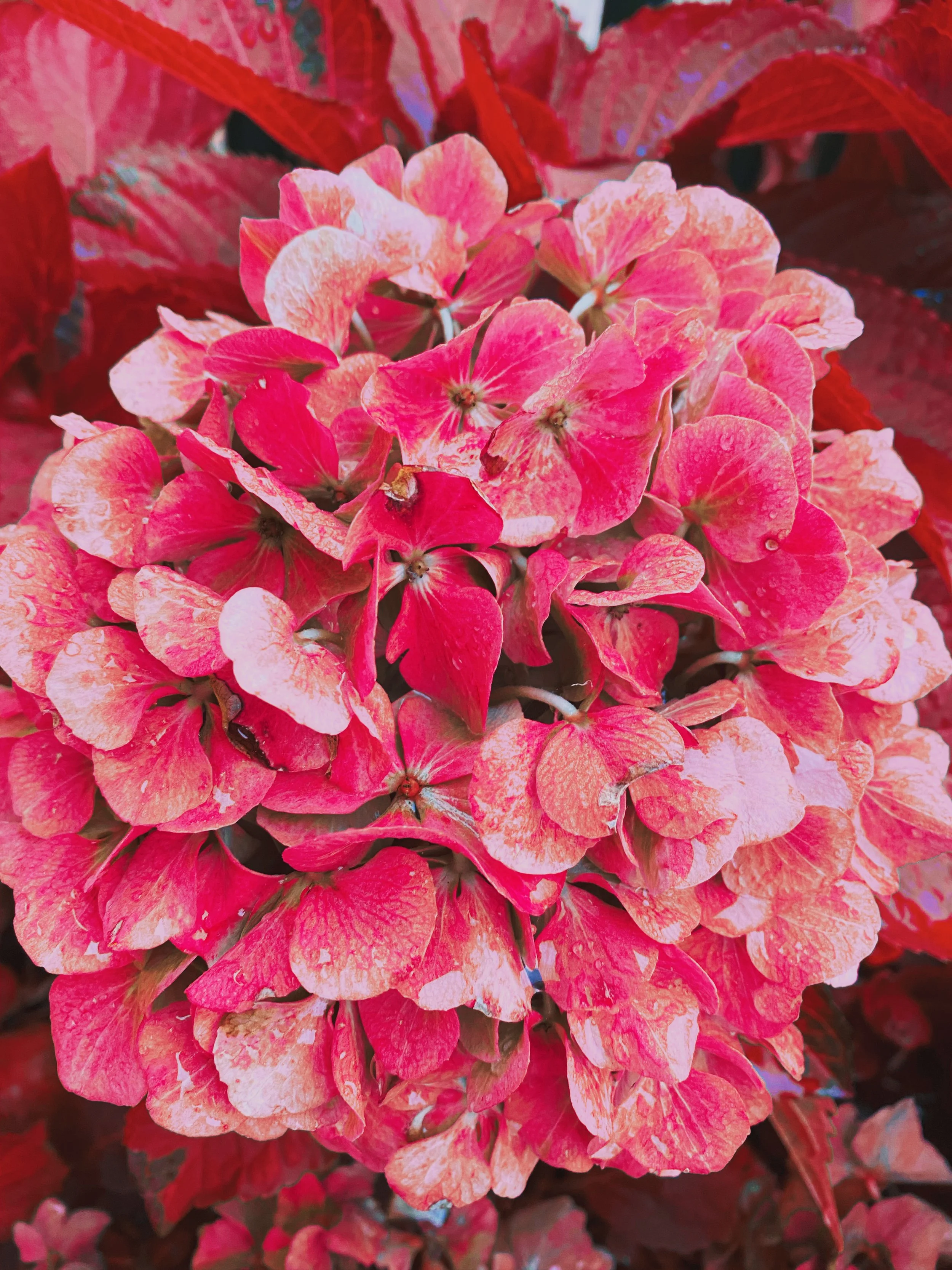 Close-up of pink and red hydrangea flowers with some leaves providing a colorful backdrop.