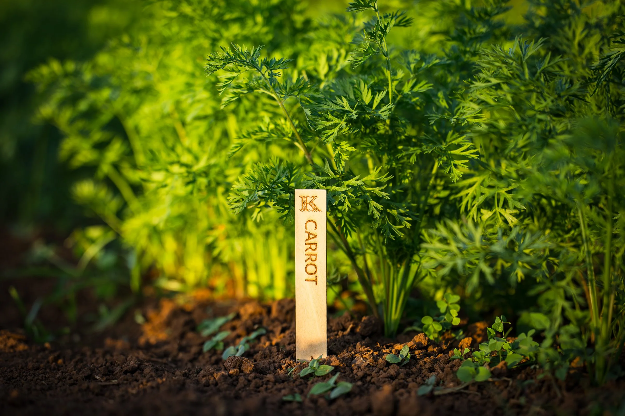 2- 8X3A3430-Enhanced-NR.jpg