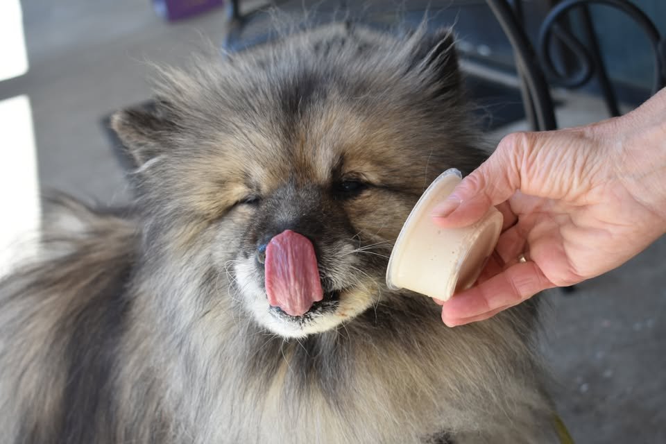 Barkberry Happy Tails Doggie Ice Cream Release Party