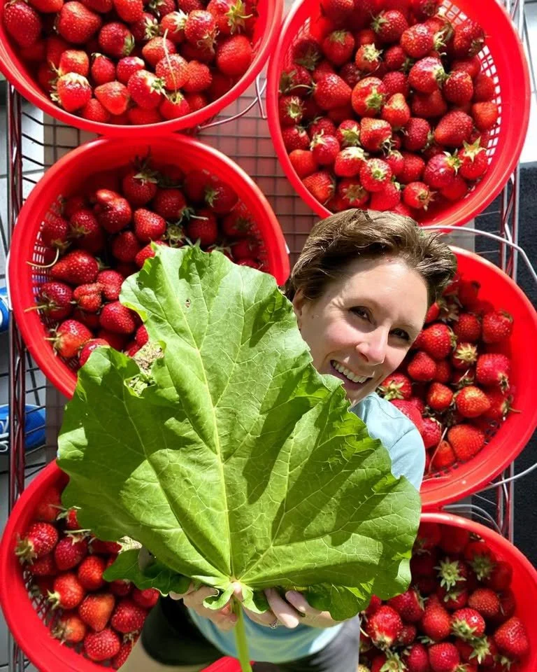 Strawberry Rhubarb Ice Cream Release