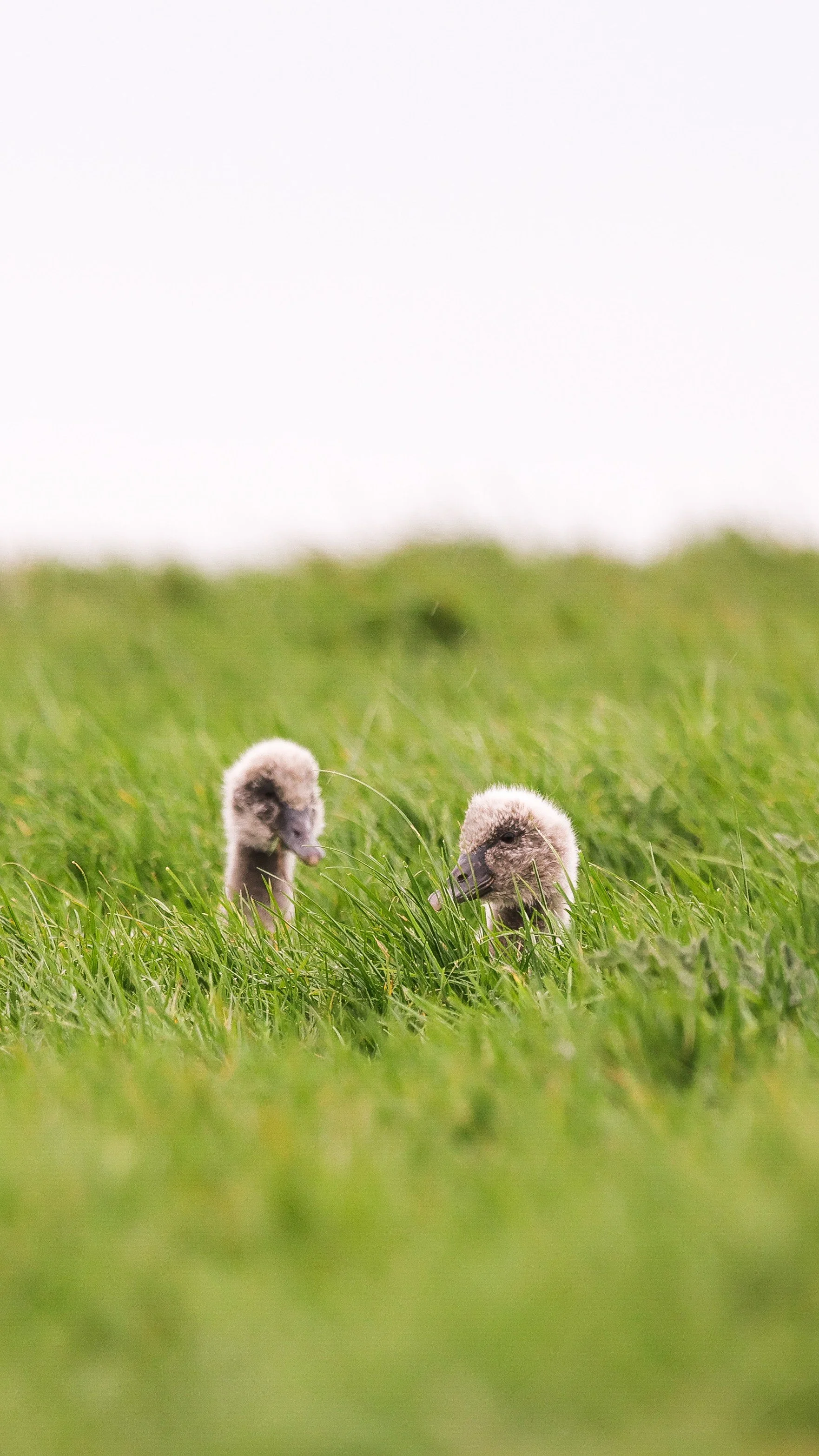 Black Swan Cygnets, Alderney