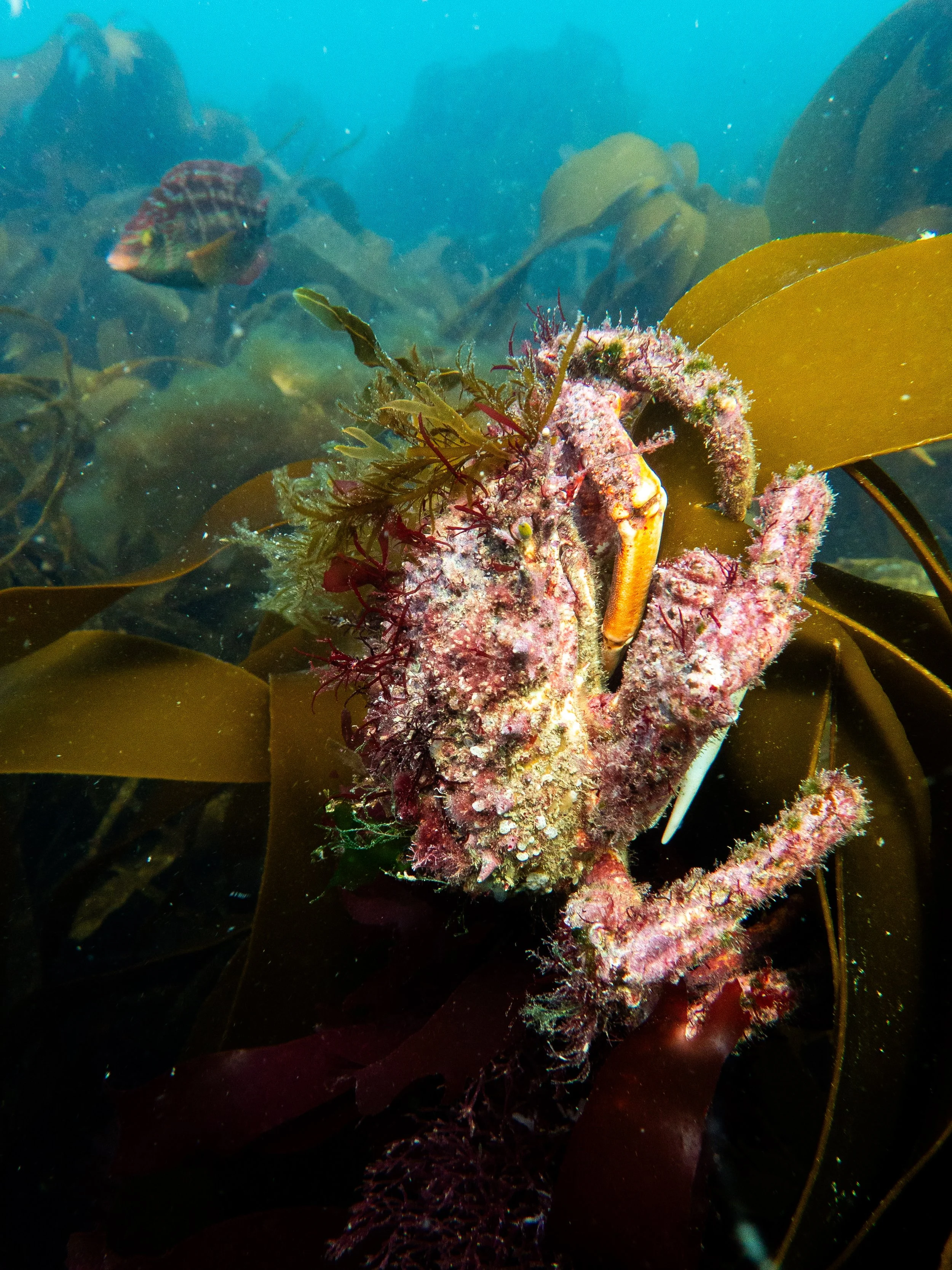 Spider crab & wrasse, Hommet headland