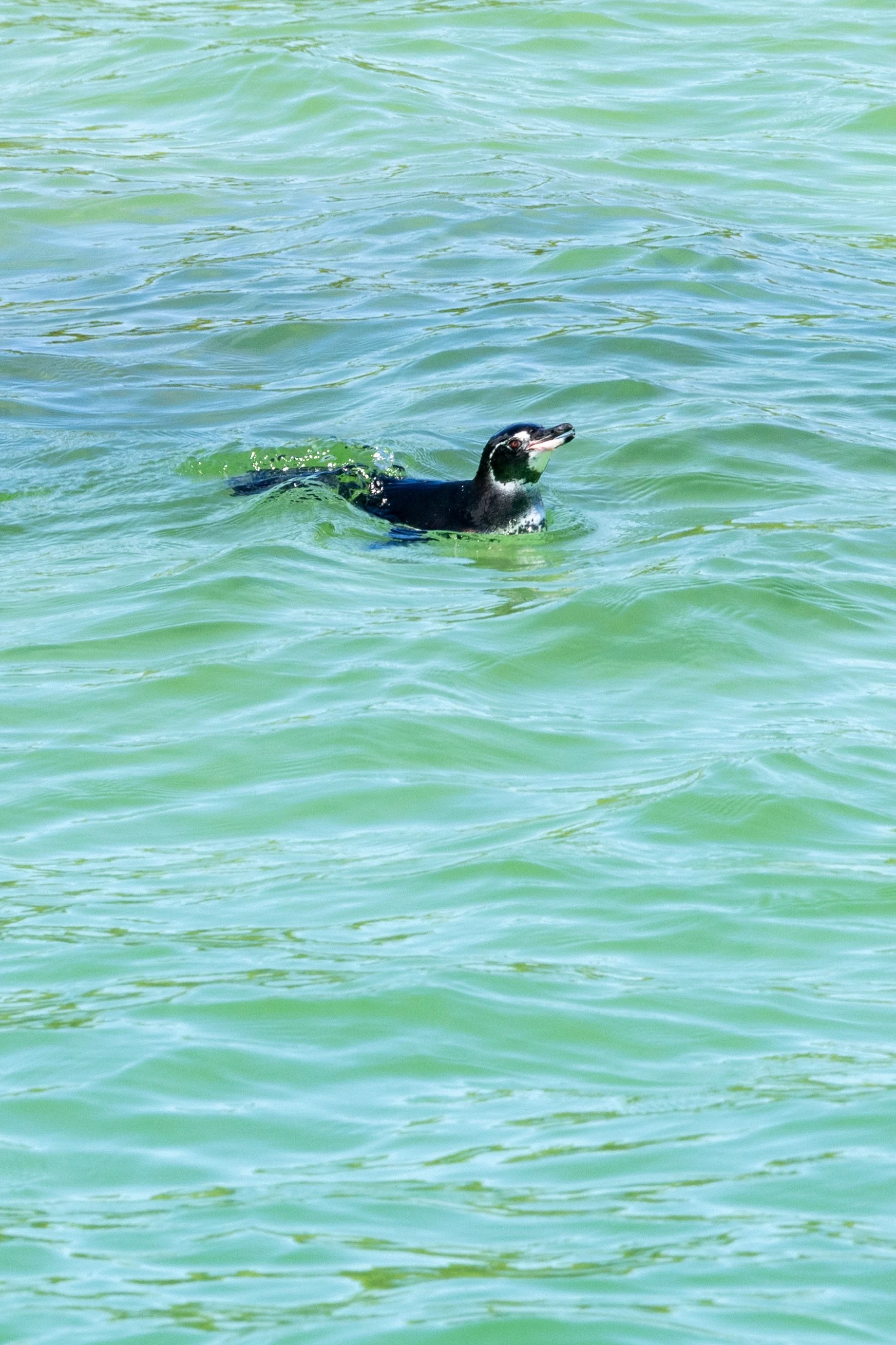 Galápagos Penguin