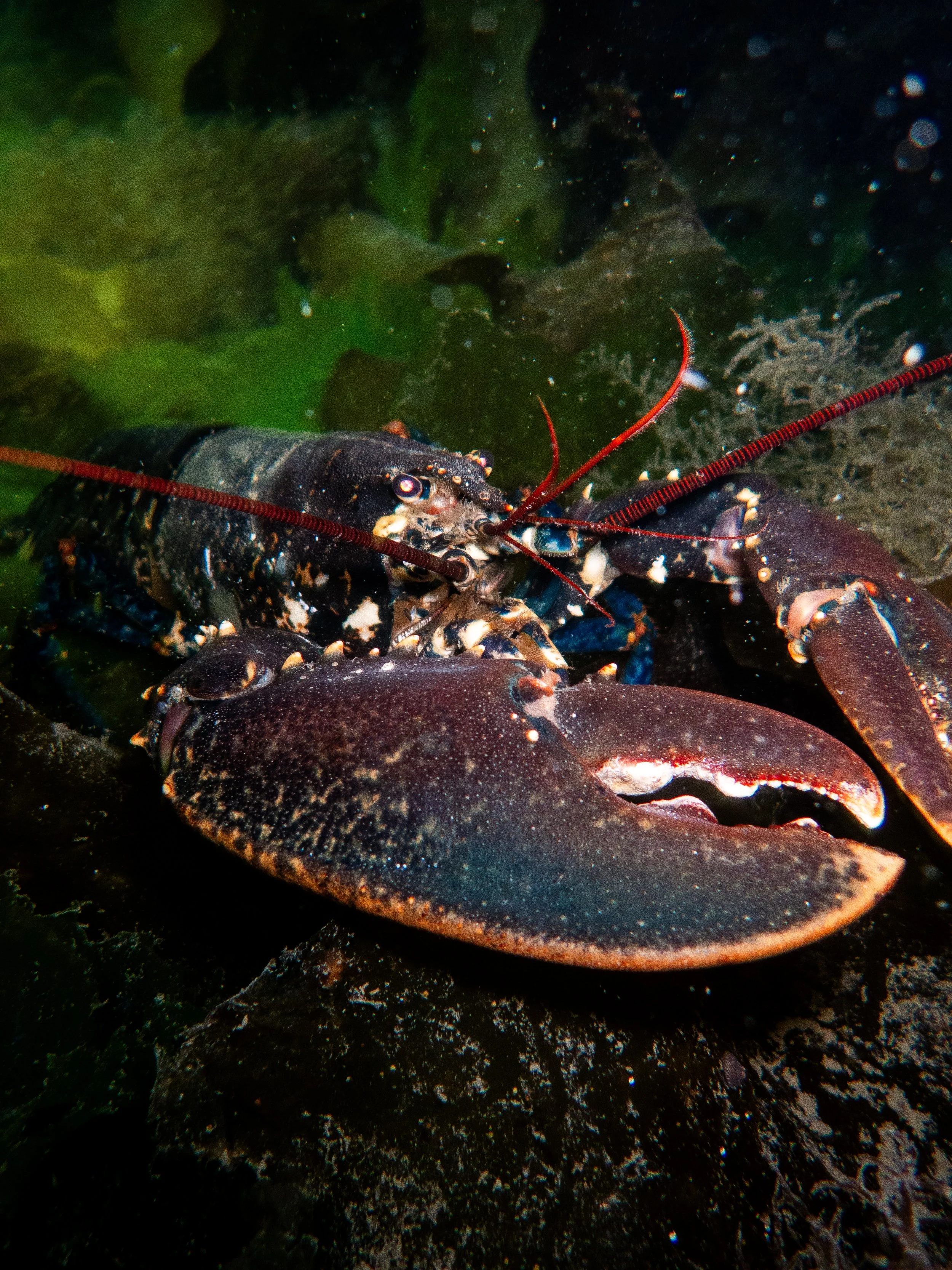 Lobster, Havelet night dive