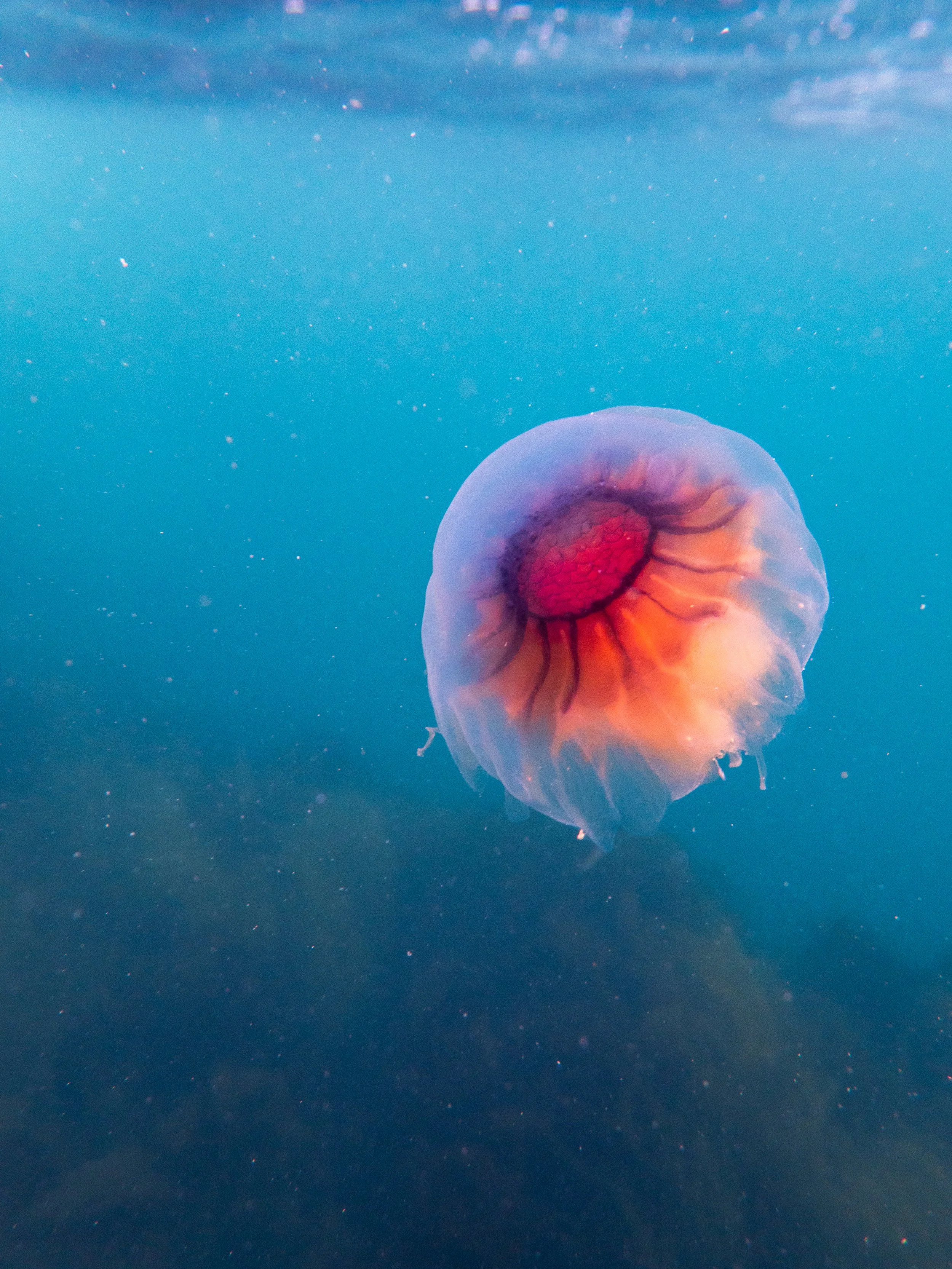 Lions Mane jellyfish, Port Gorey, Sark