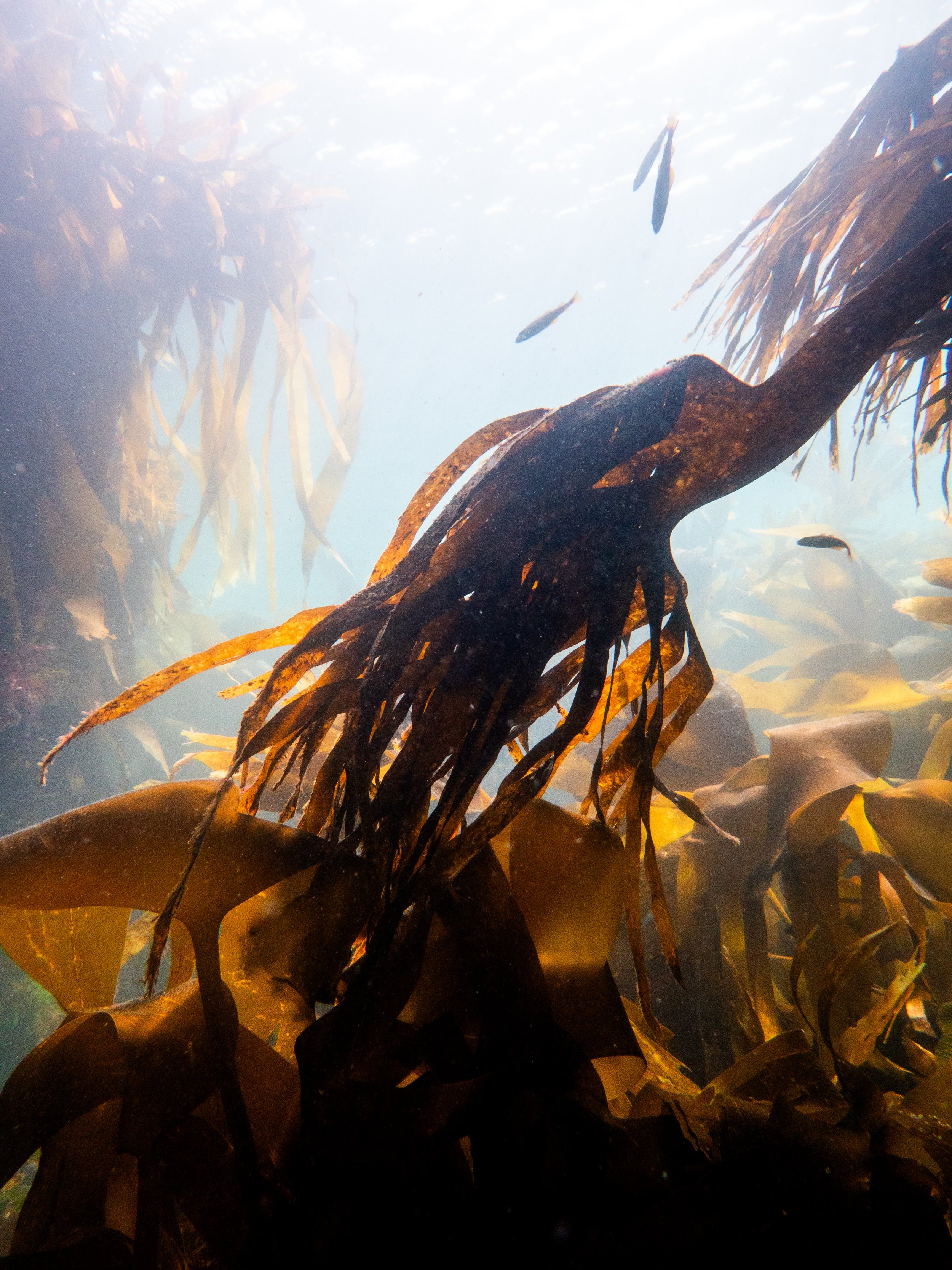Kelp forest, Harve Gosselin