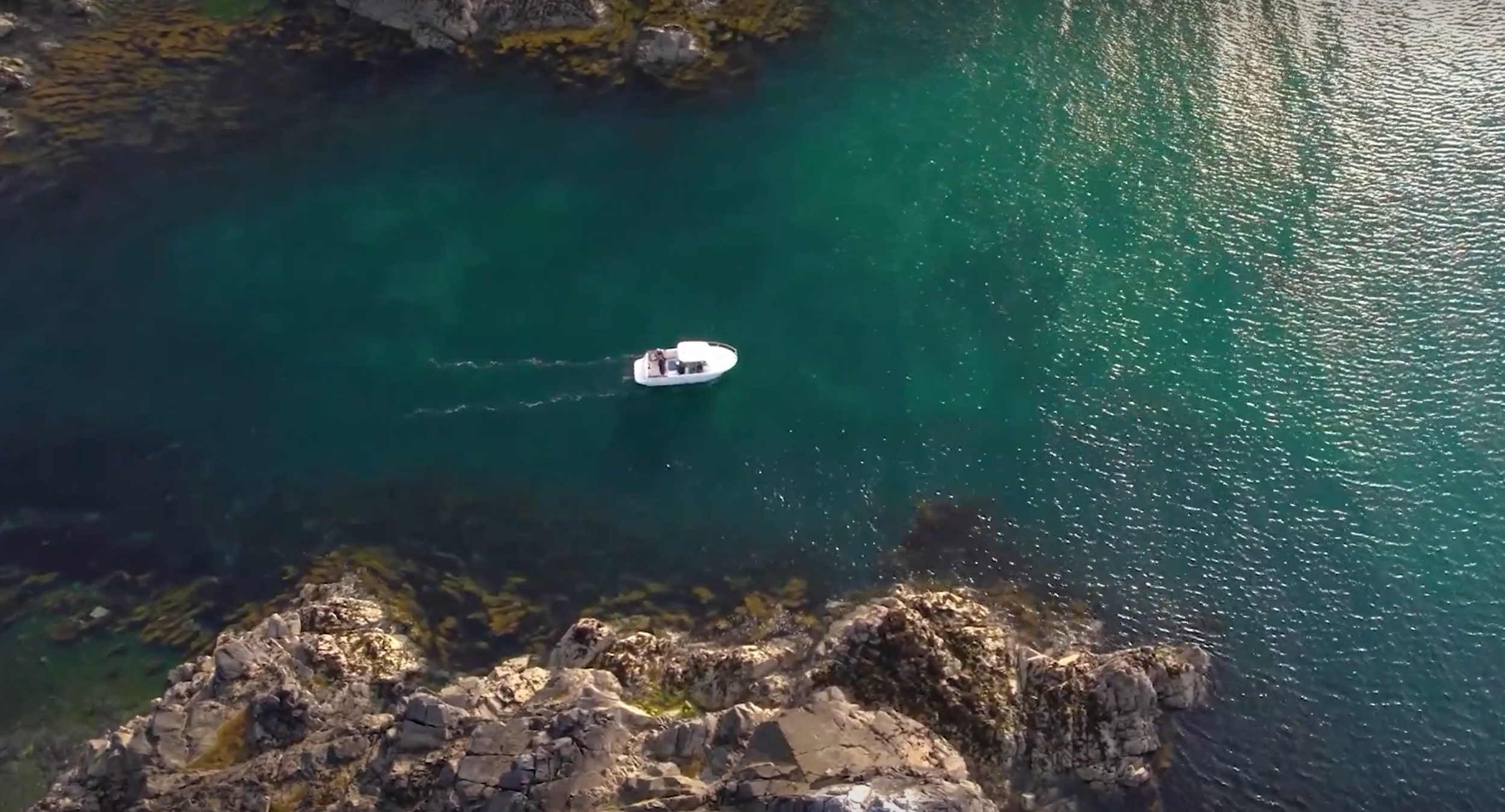 Dolphin Surveys &amp; Wild Islands