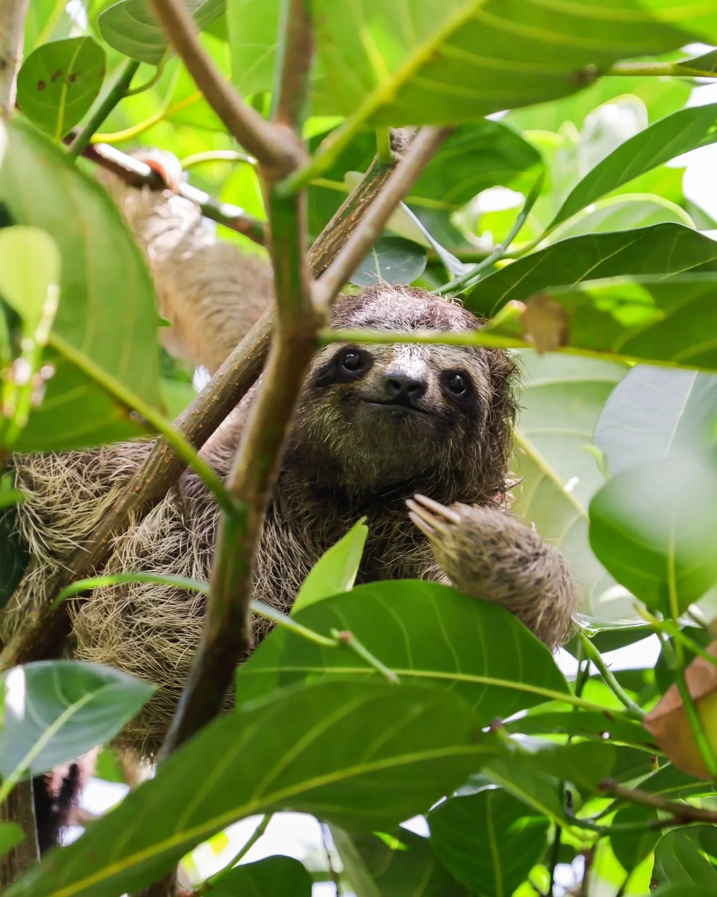 In the trees 
Three-toed sloth and a more energetic mammal
.
.
.
.
.
.
#wildlife #natgeo #canon #canonphotography #threetoedsloth #bocasdeltoro #panama #sloths #forest #islabastimentos #centralamerica #travelphotography #travel #wildlifephotographer 