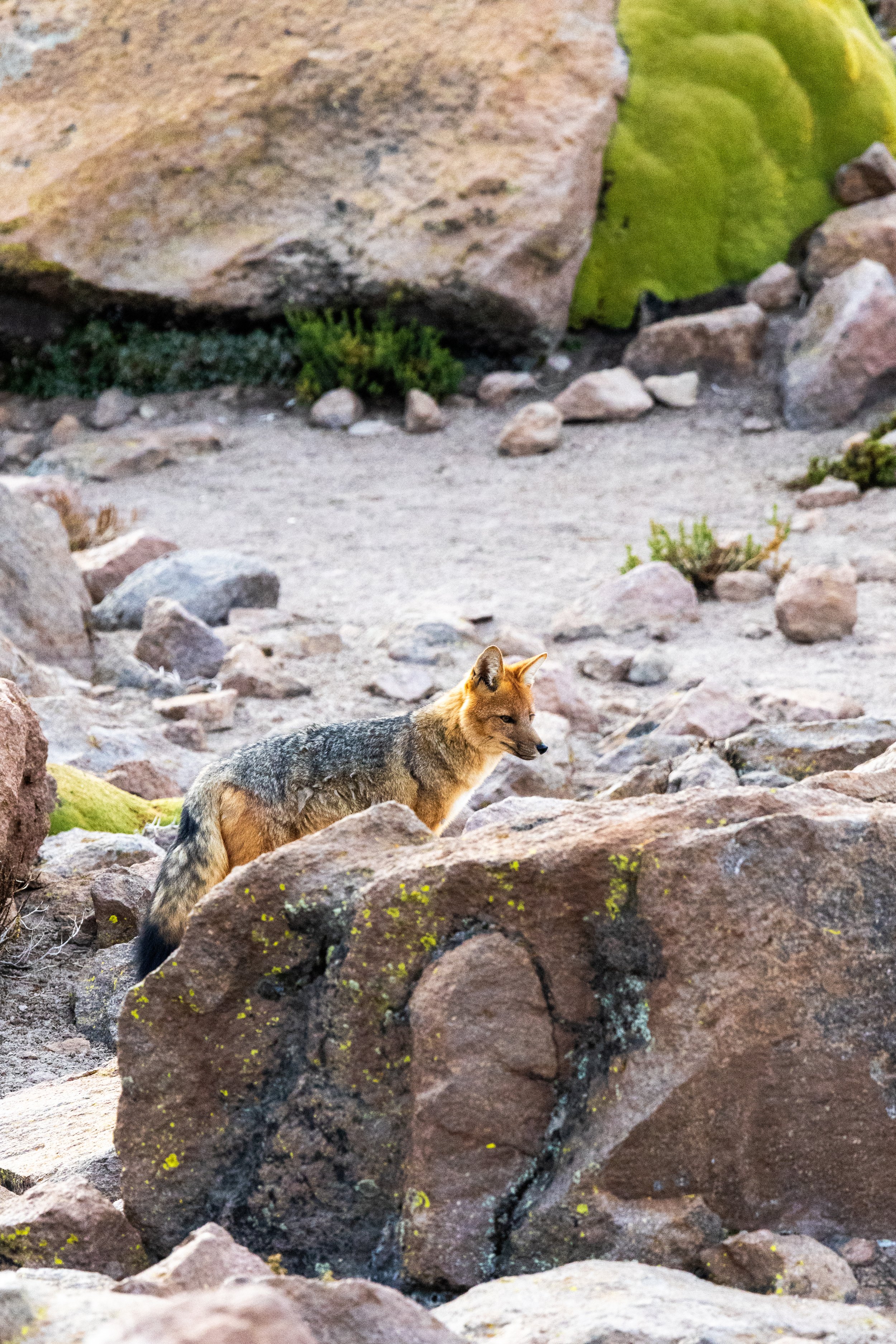Andean fox