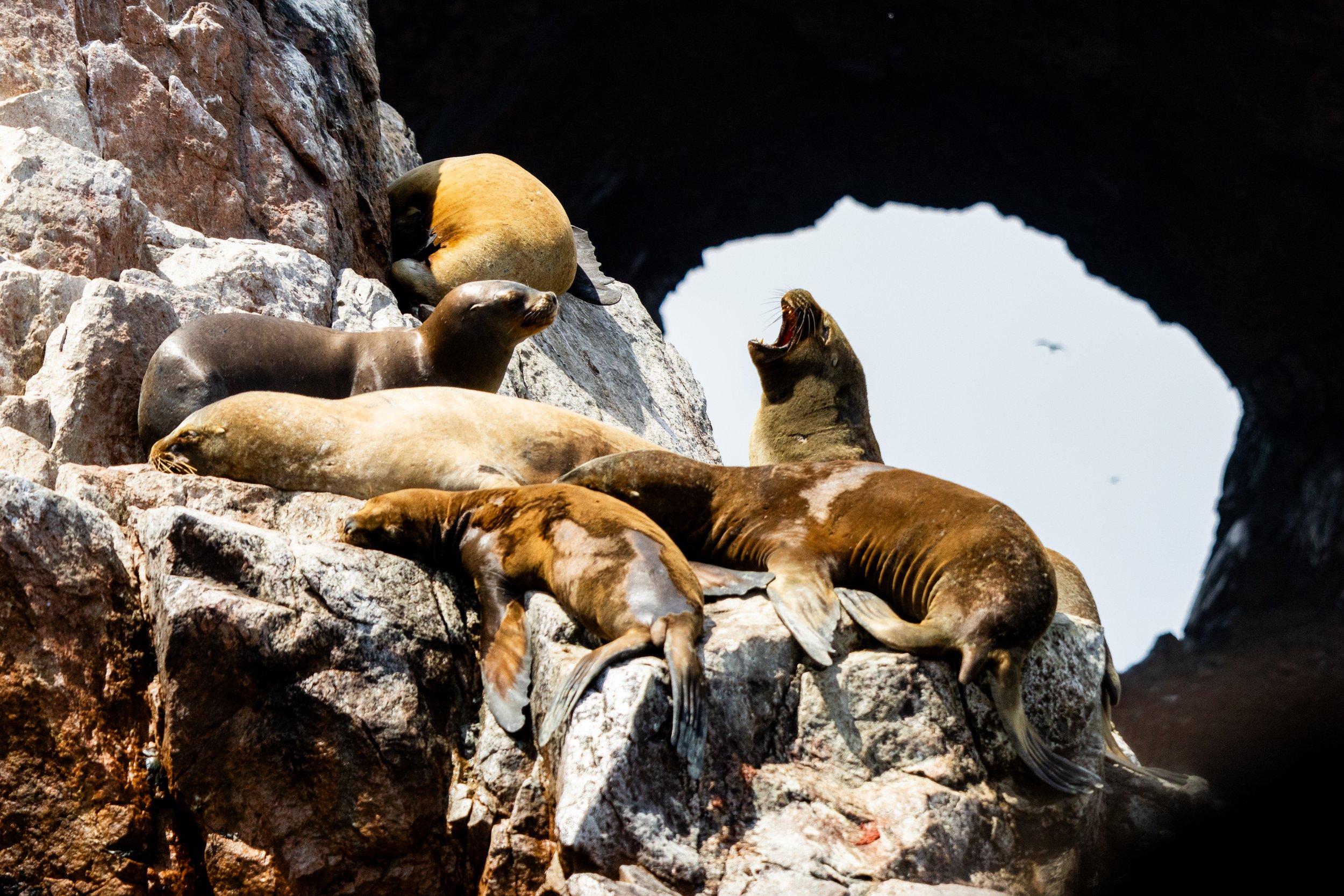 Fur seals