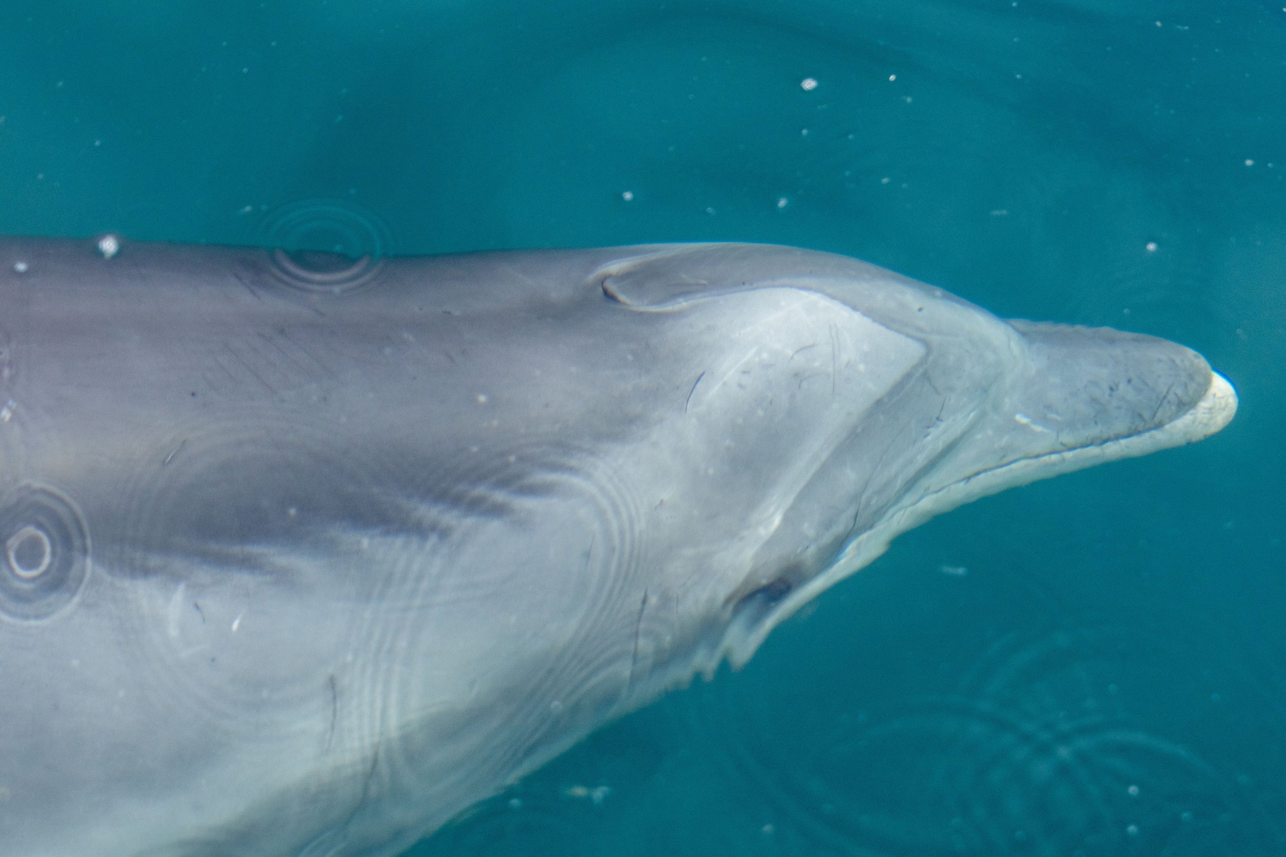 Bottlenose dolphins