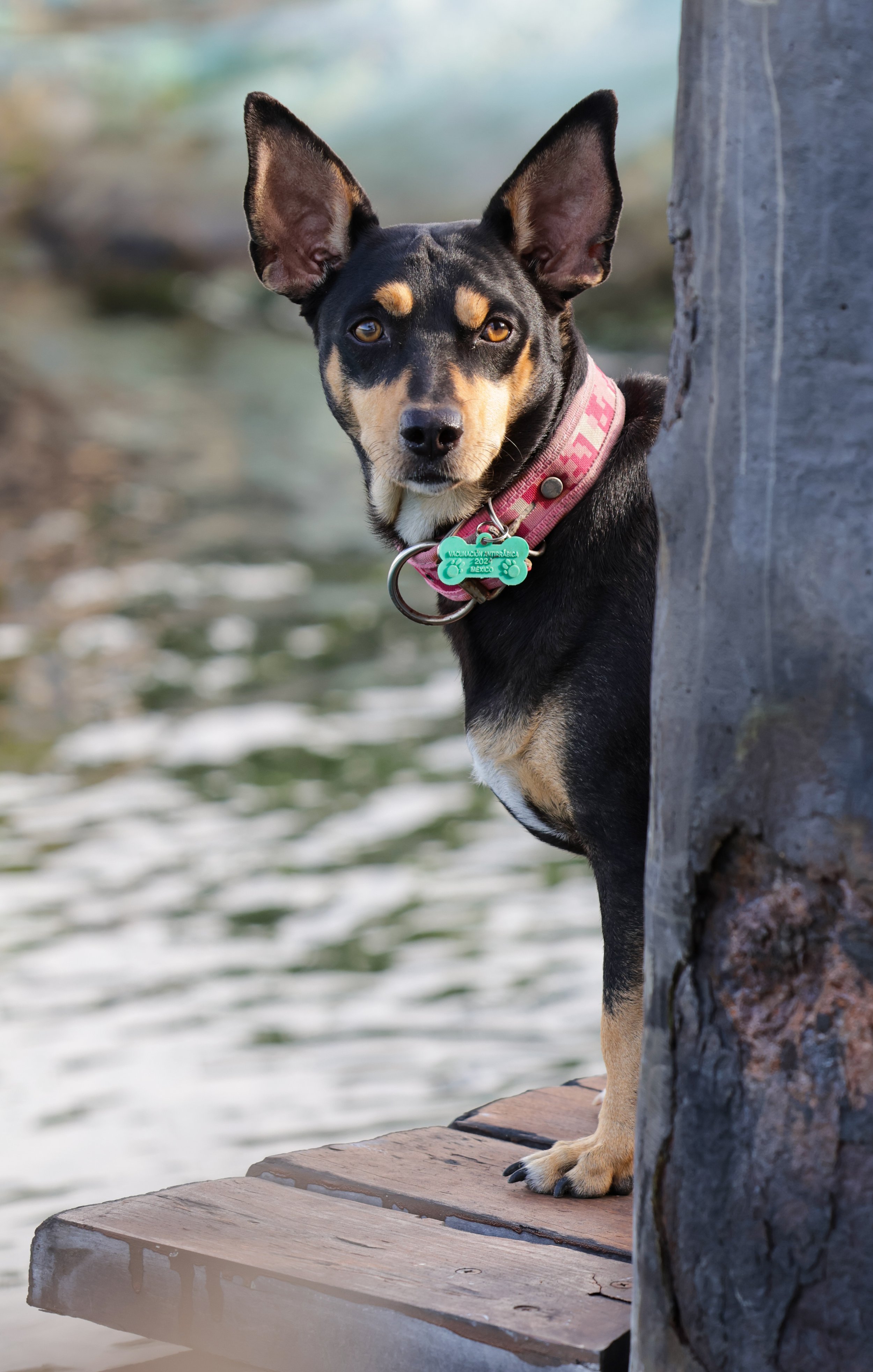 Dock dawg