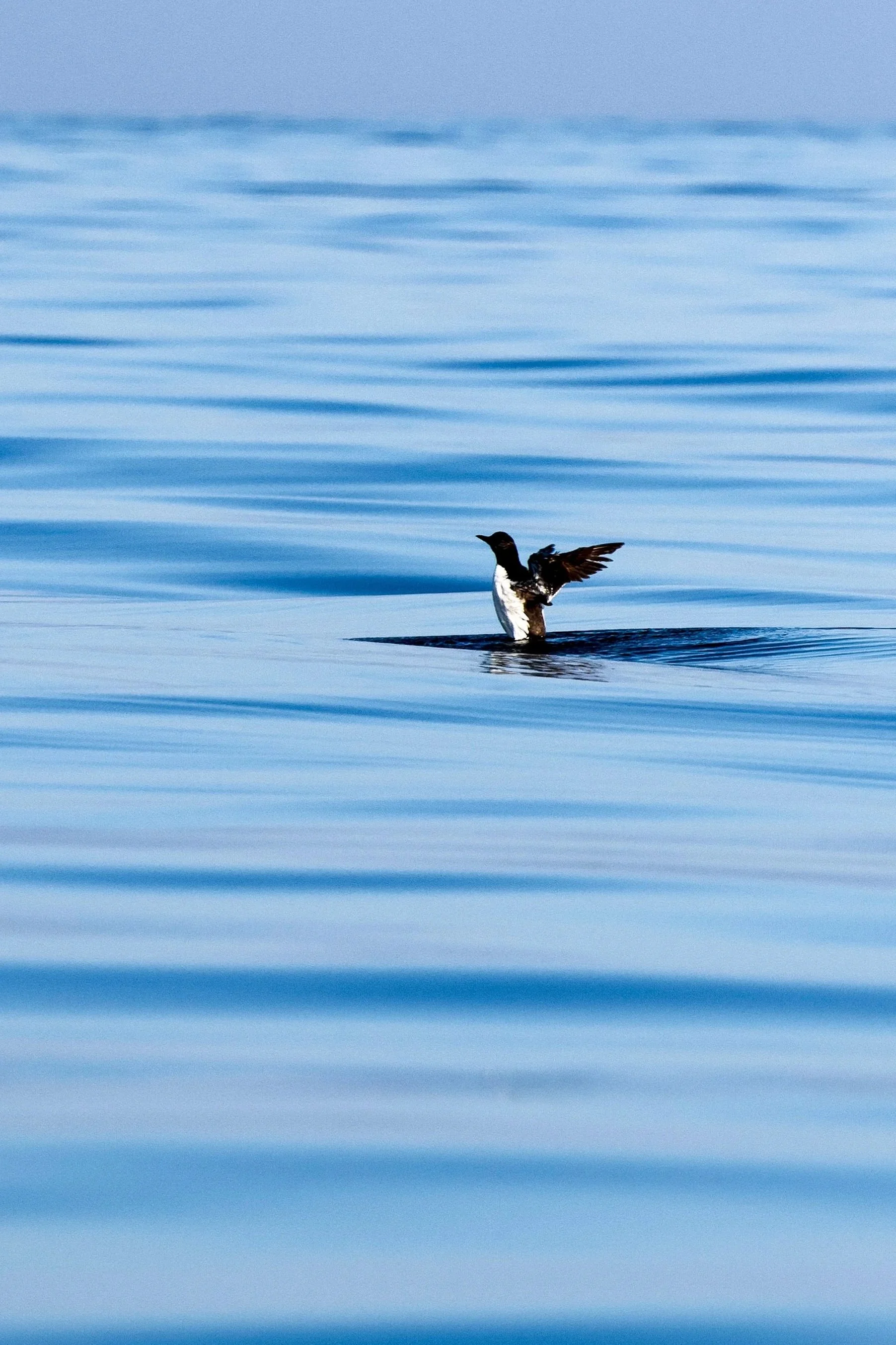 Guillemot, English Channel