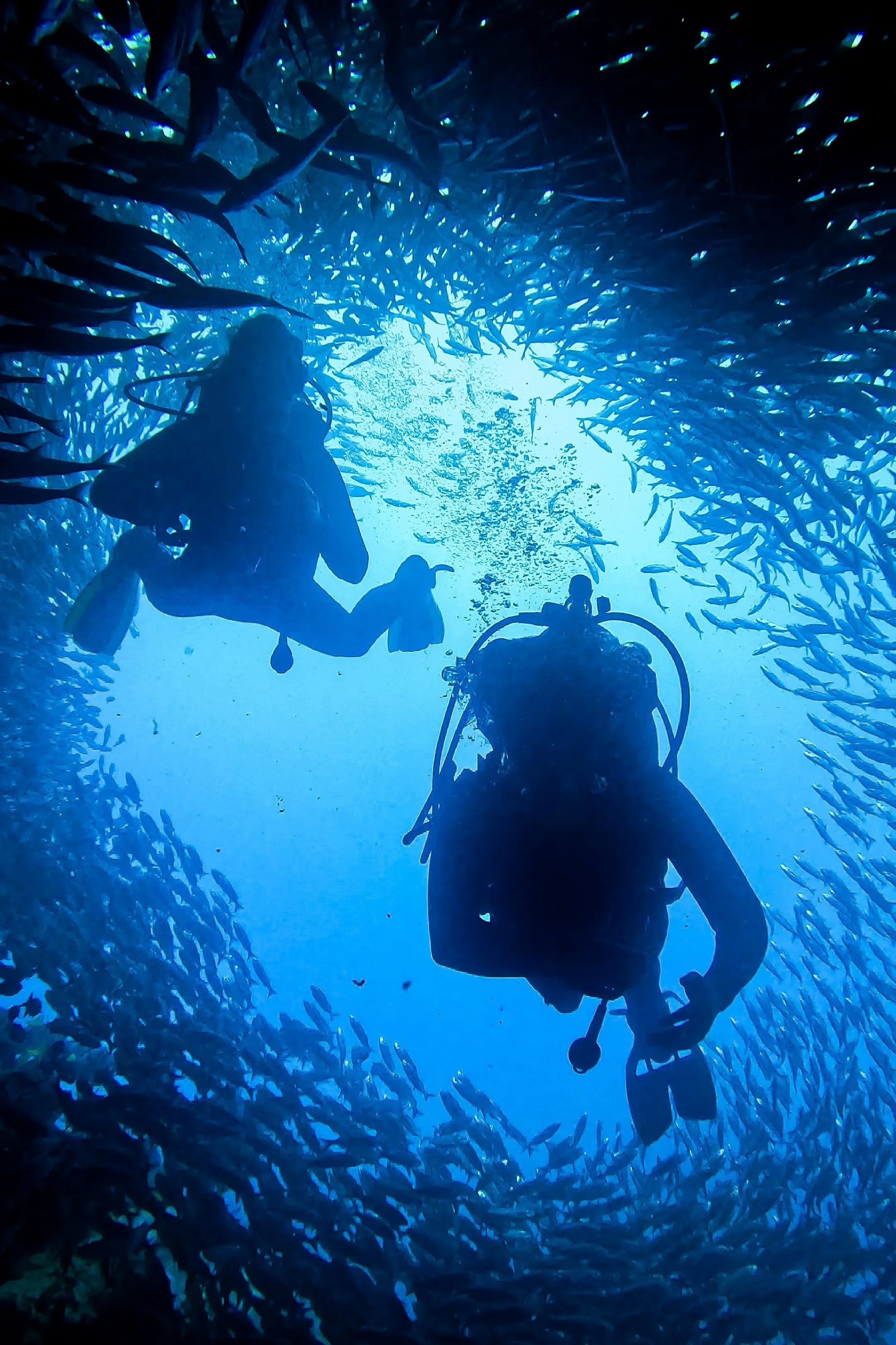 Salema shoal, Kicker Rock, Galápagos
