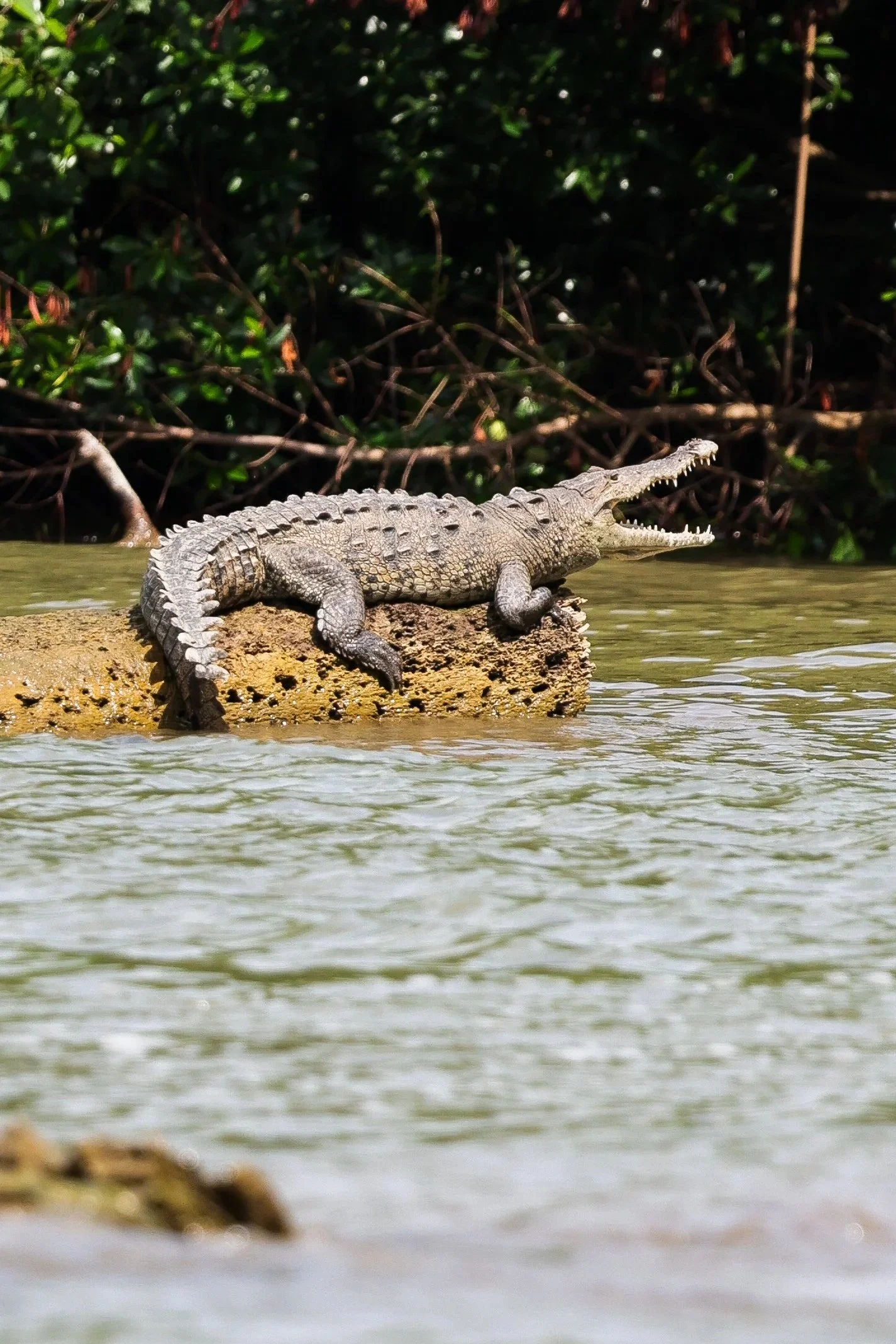 American Croc, Guna Yala