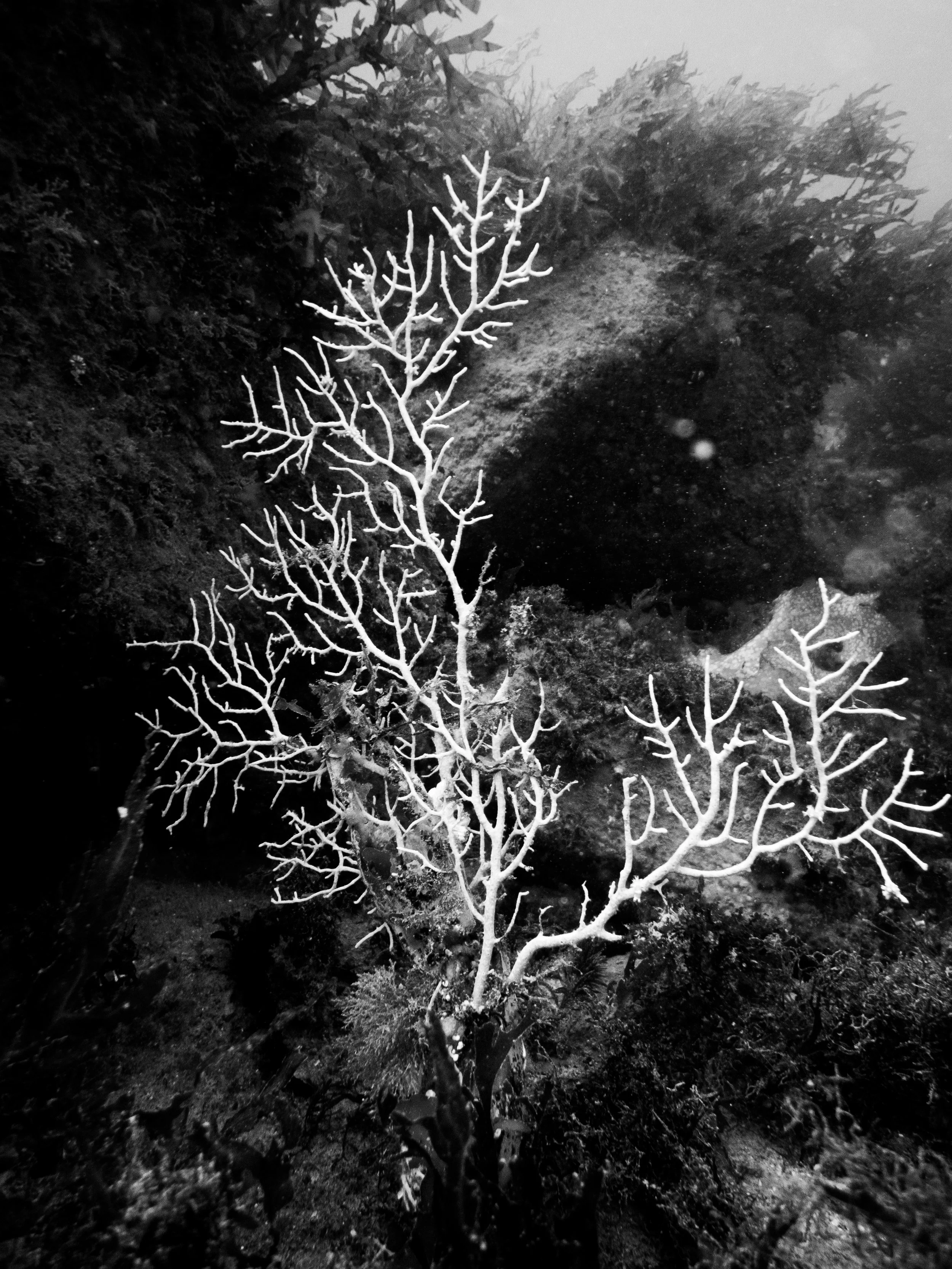 Fan coral, Sark