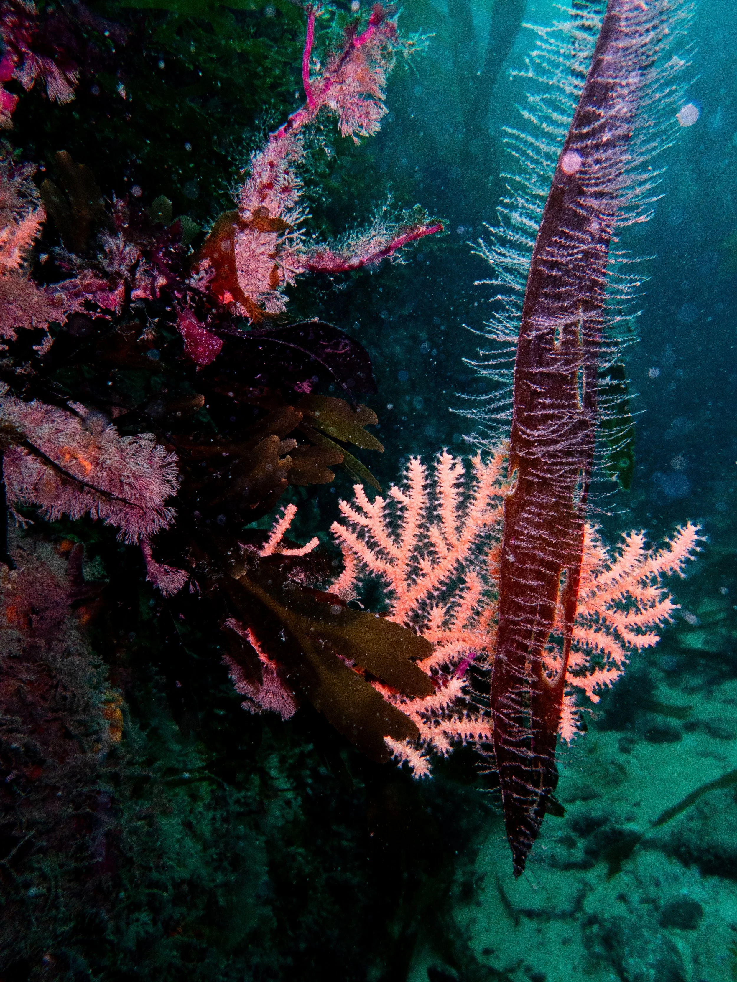 Fan coral & kelp, Brechou