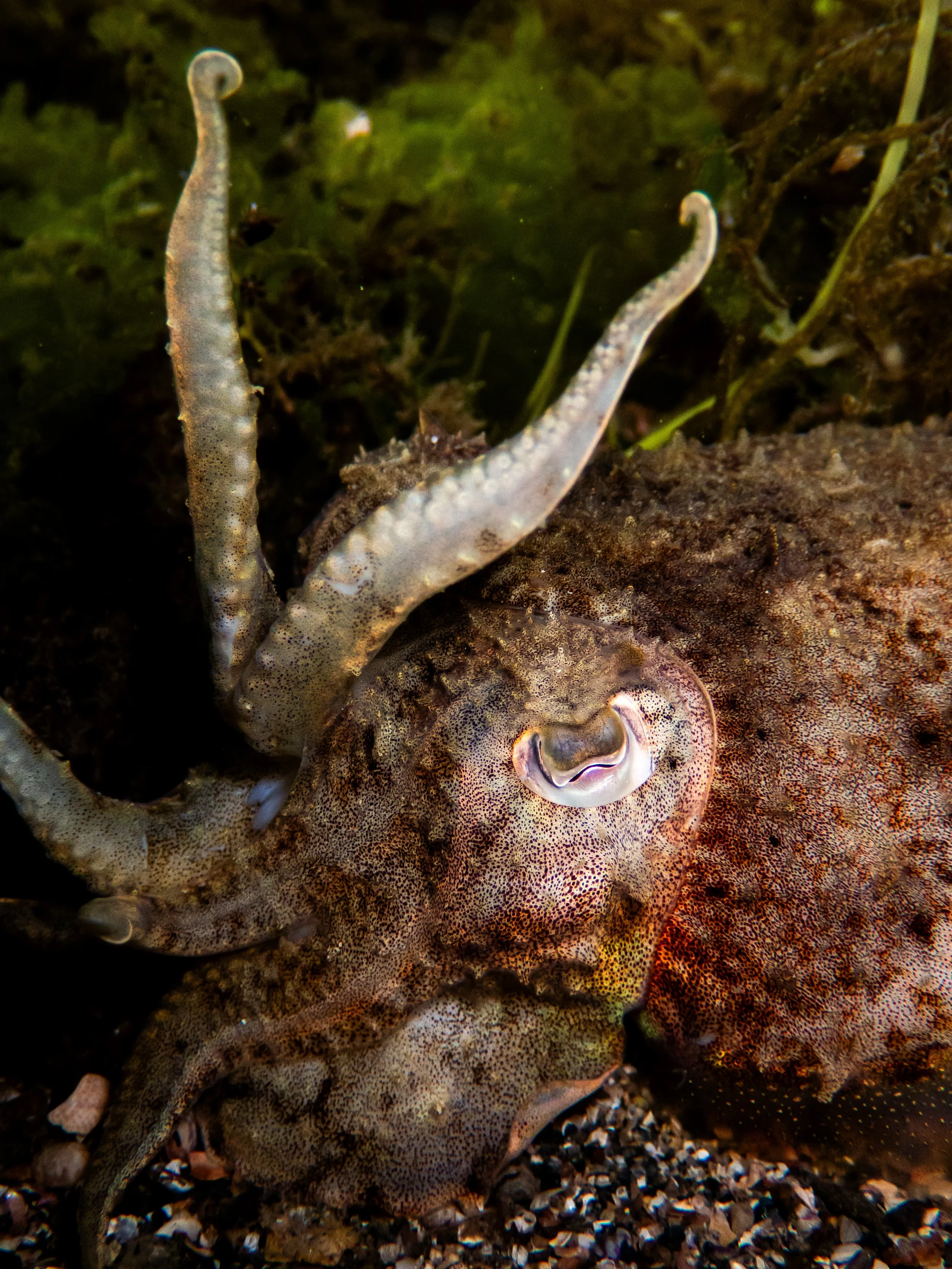 Cuttlefish, Havelet -9.0m