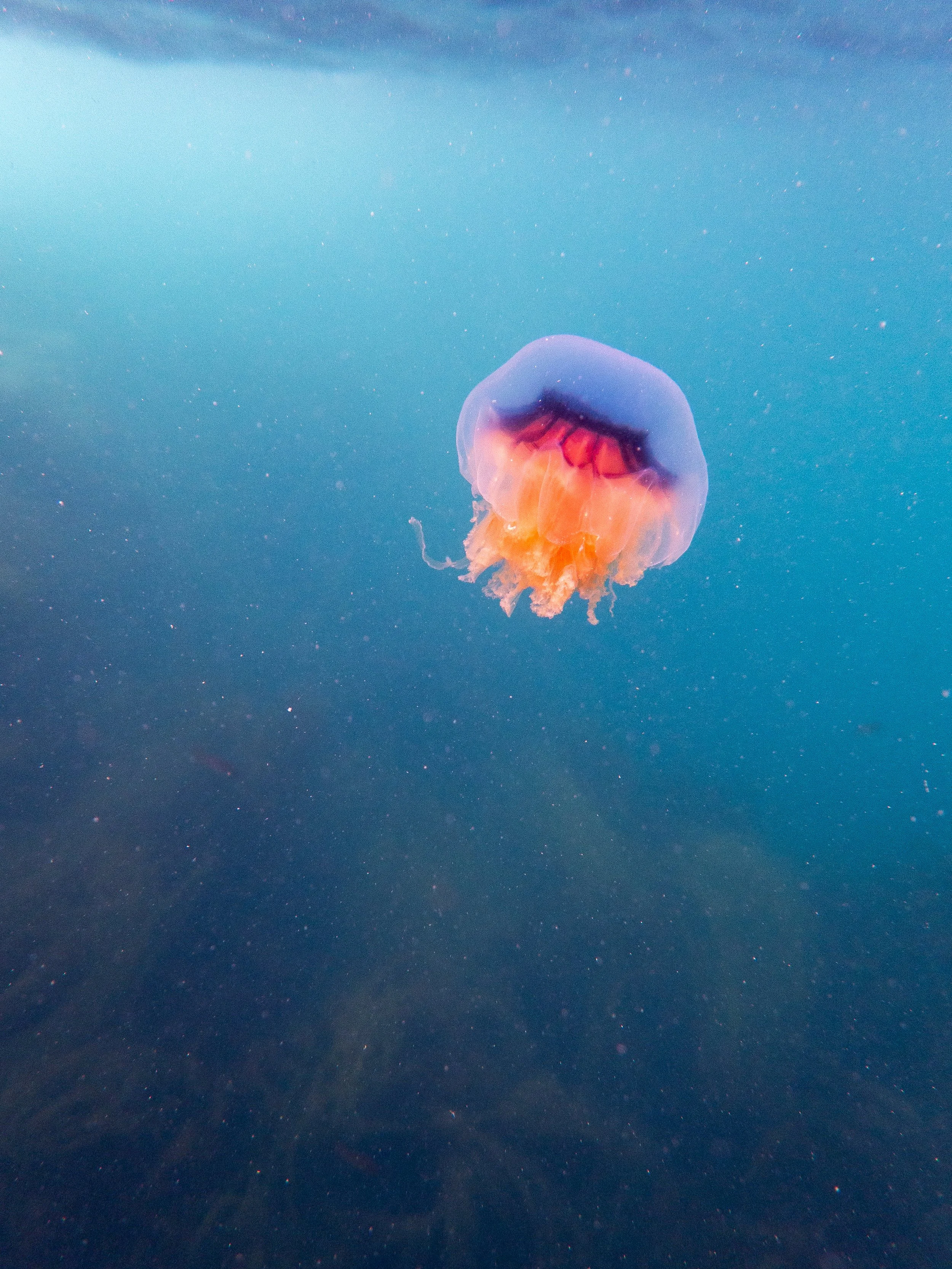 Lions Mane jellyfish, Port Gorey, Sark