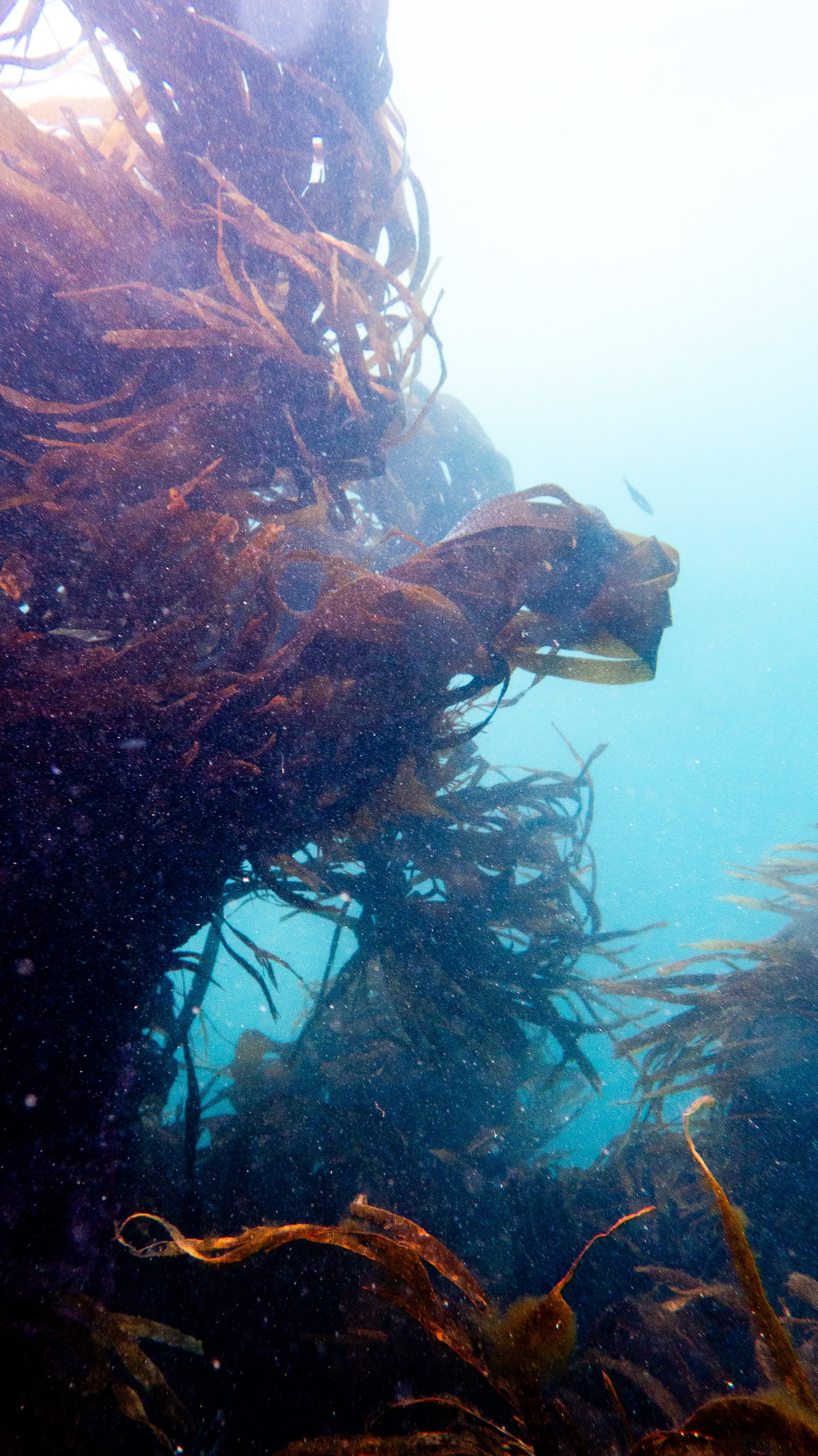 Kelp forest, Port Gorey, Little Sark