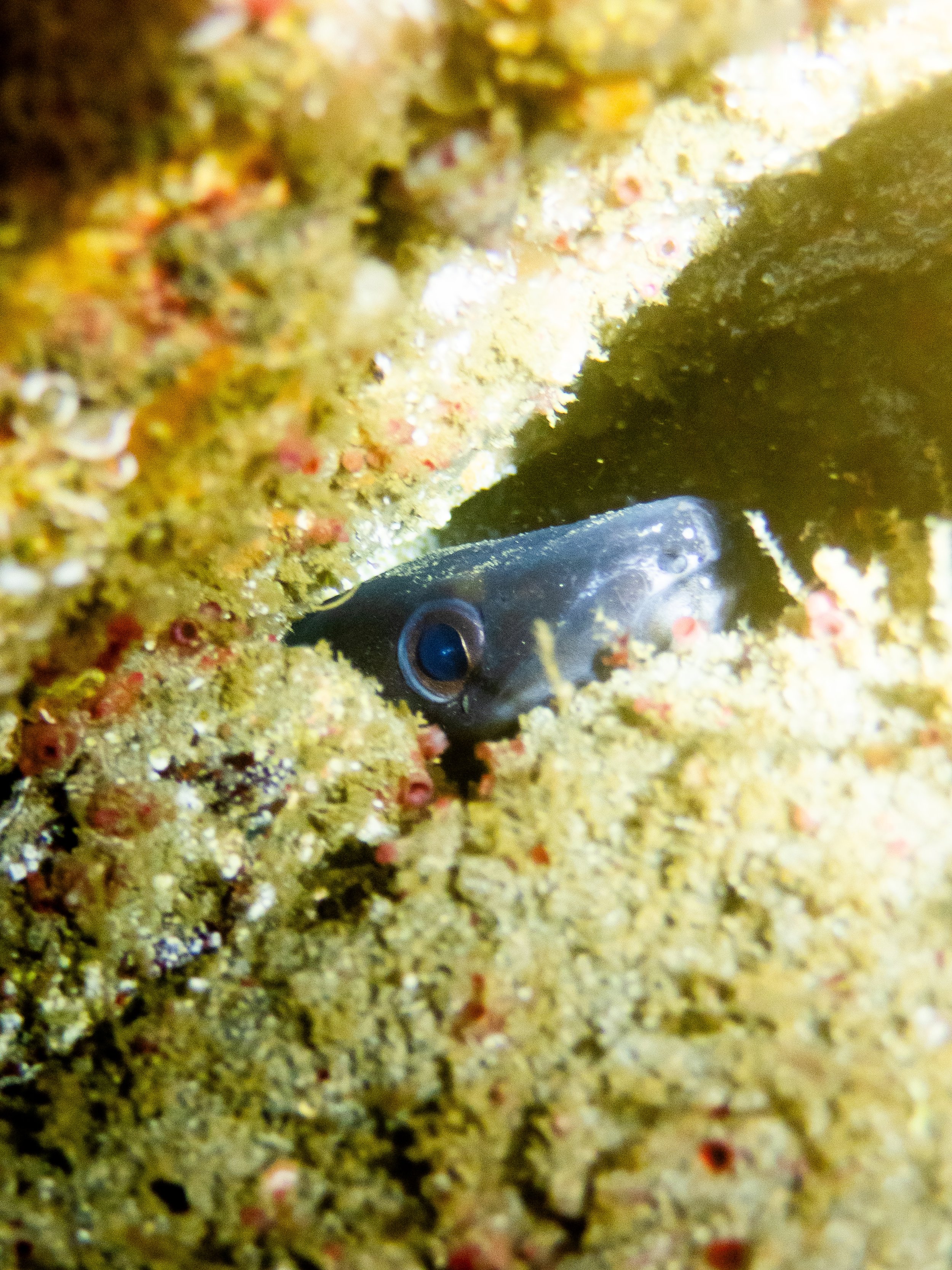 Conger eel, Petit Bot