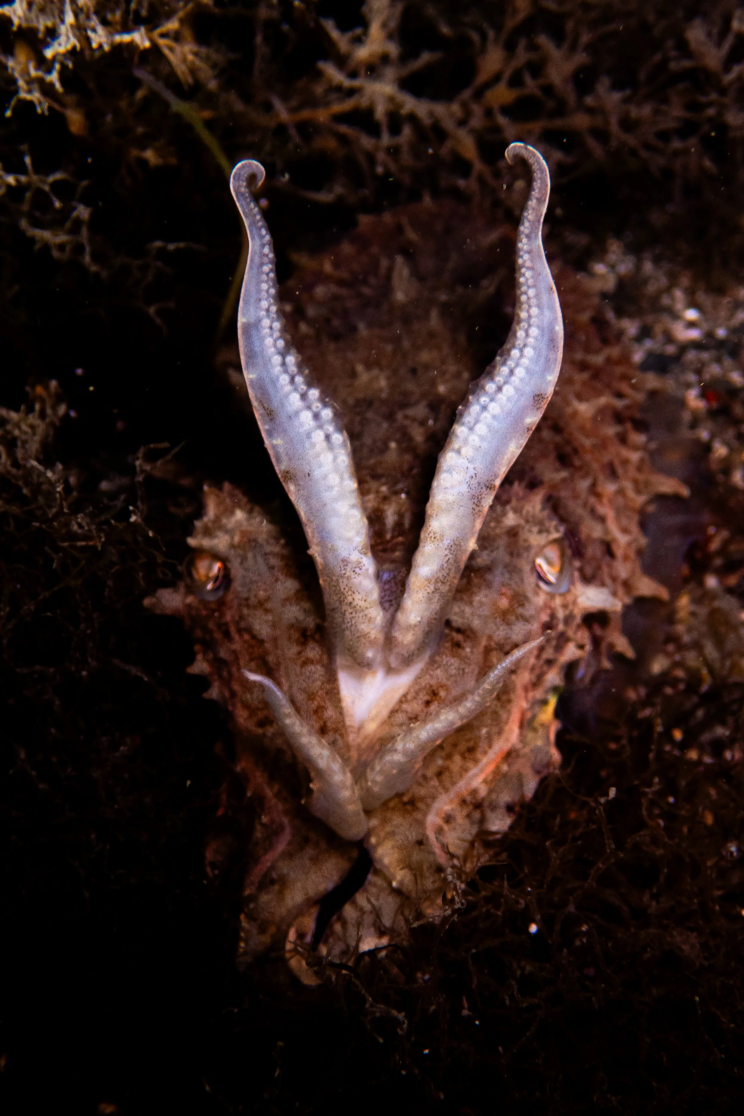 Cuttlefish, Havelet