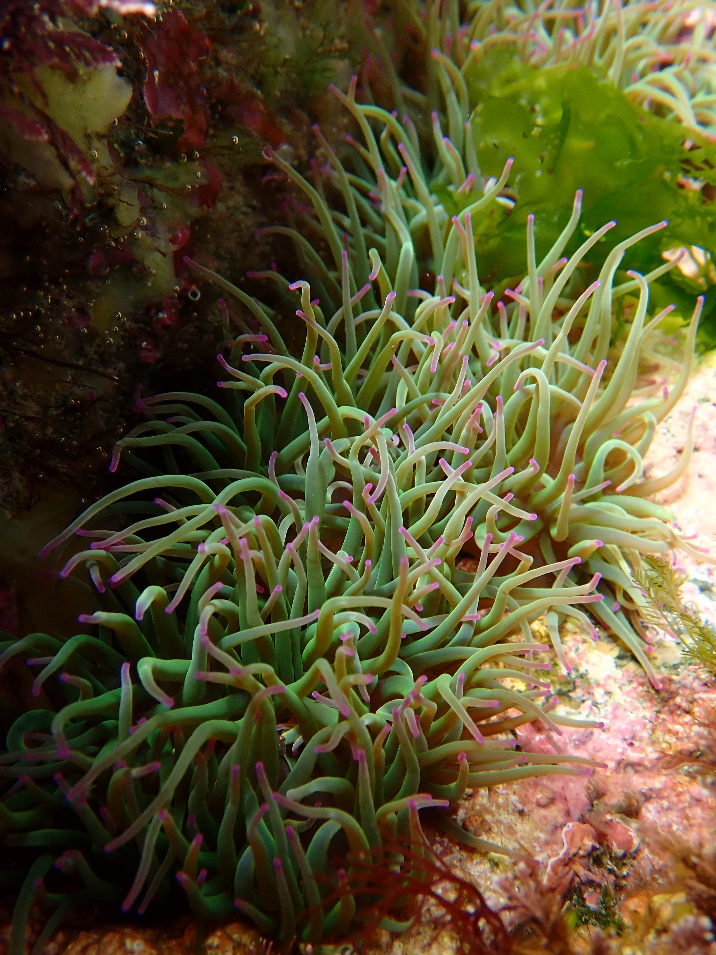 Snakelocks anenome, Sark