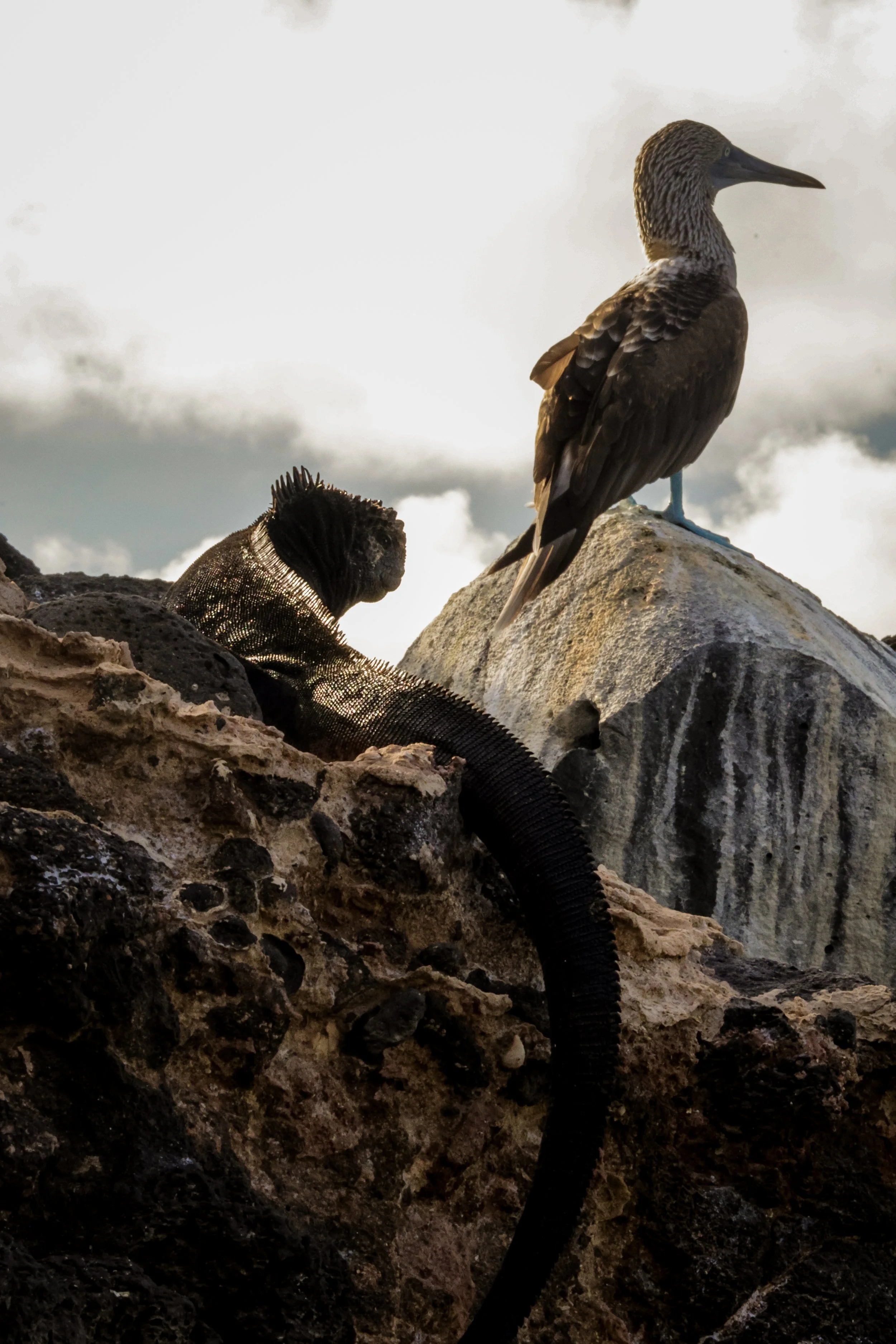 Blue Footed Booby & Marine Iguana, Galápagos