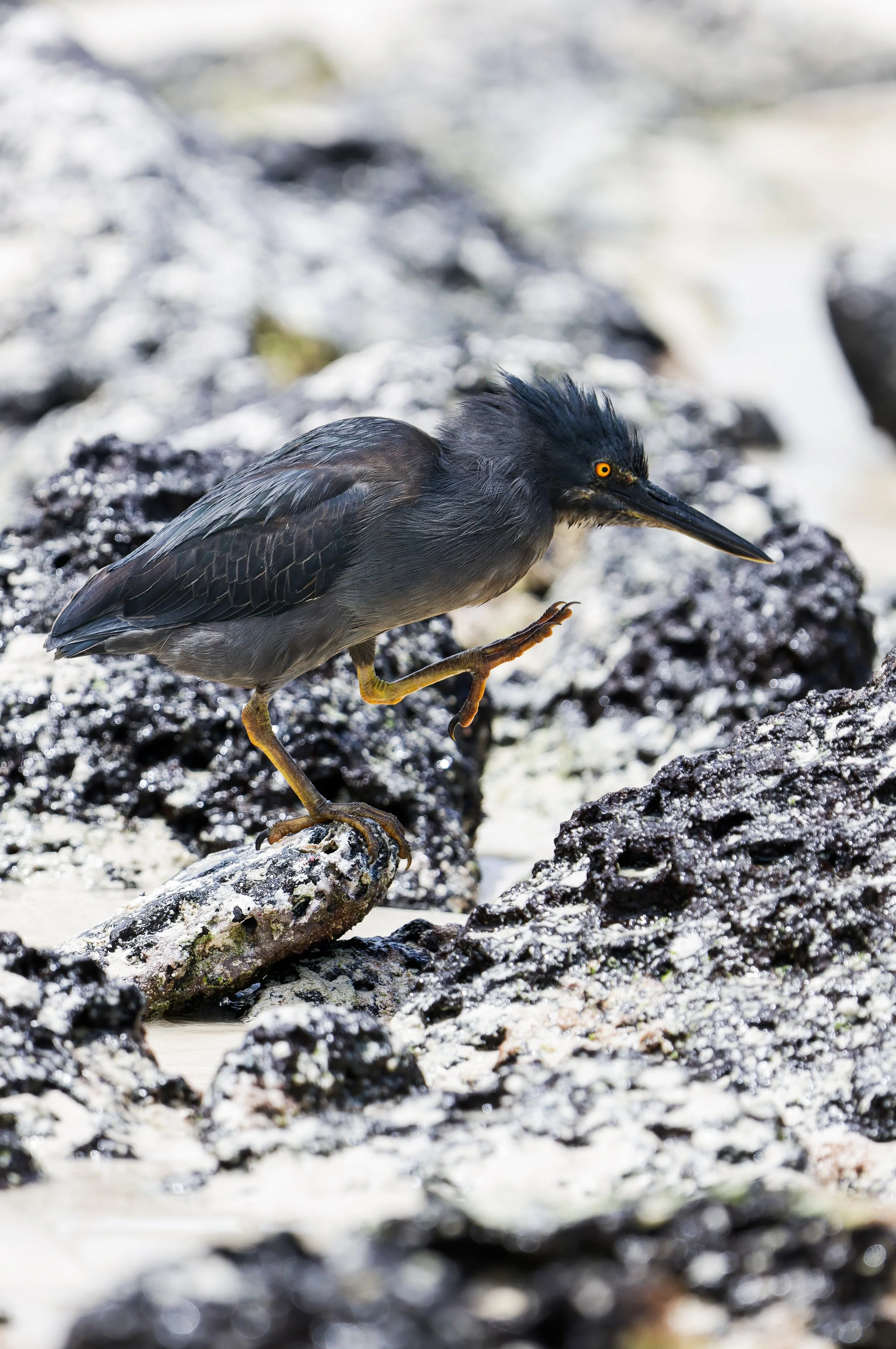 Lava Heron, Galápagos