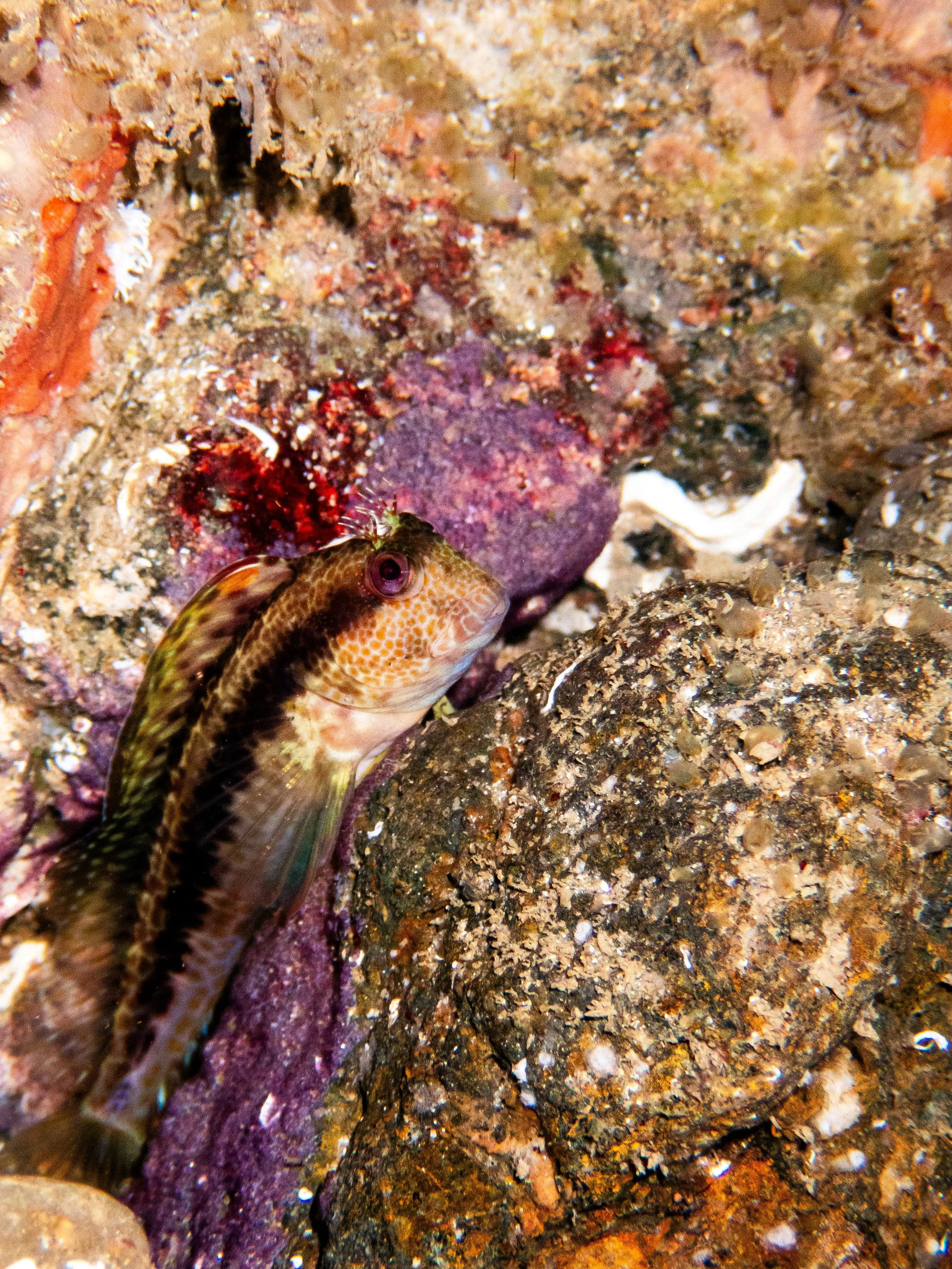 Tompot blenny, Gouliot caves