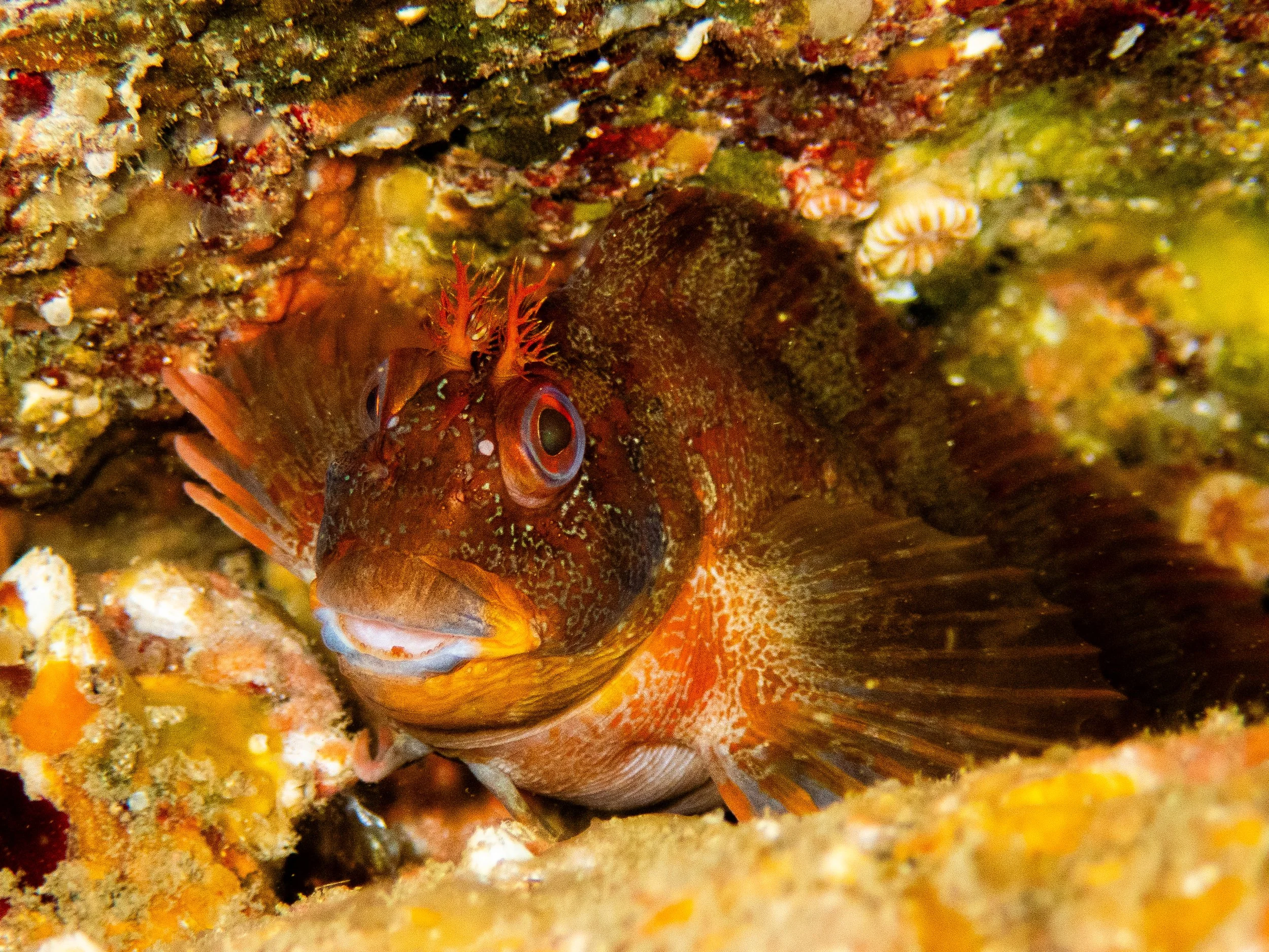 Tompot blenny, West coast of Sark