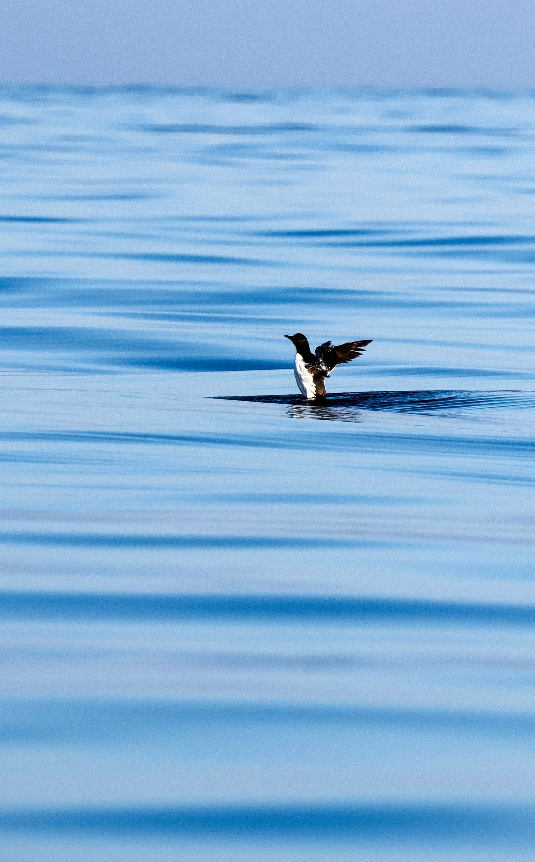 Guillemot, English Channel