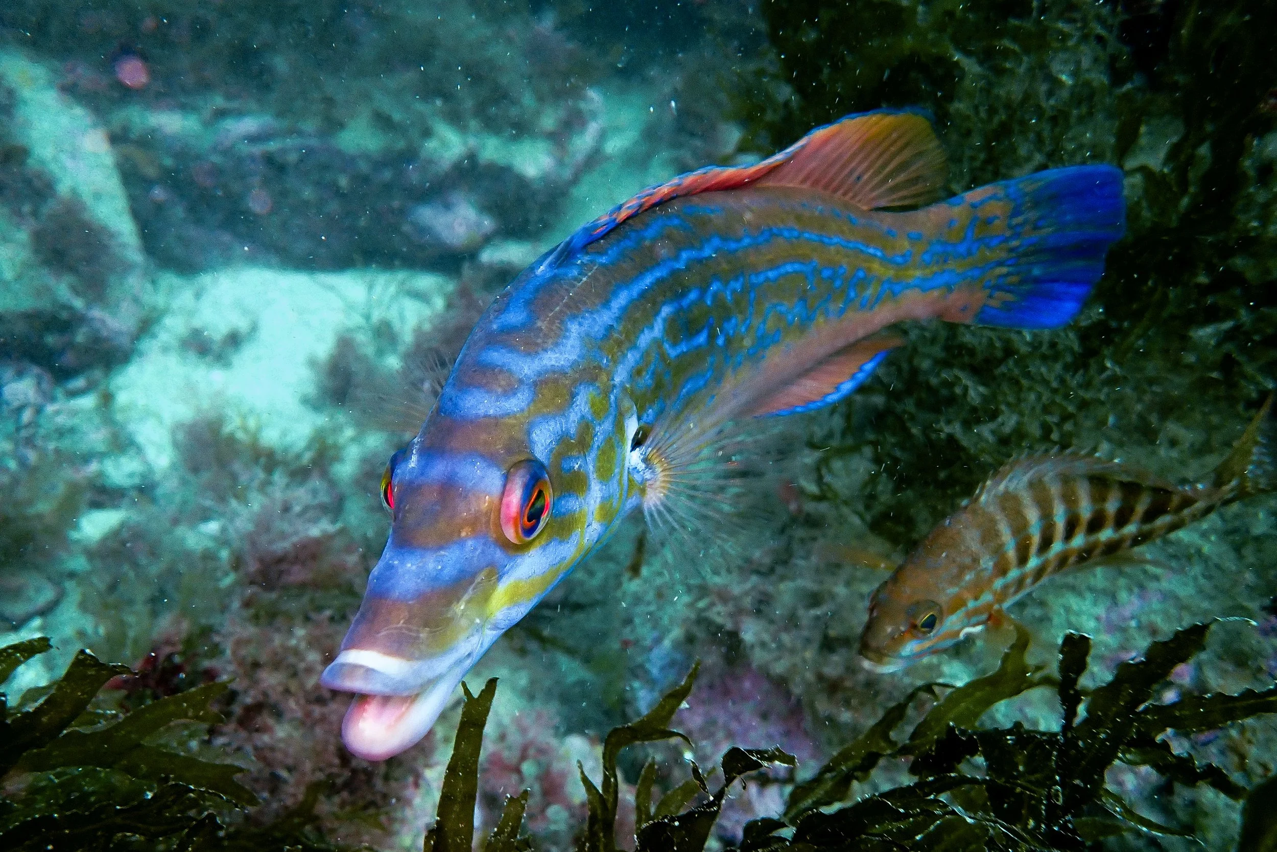 Cuckoo Wrasse, Sark