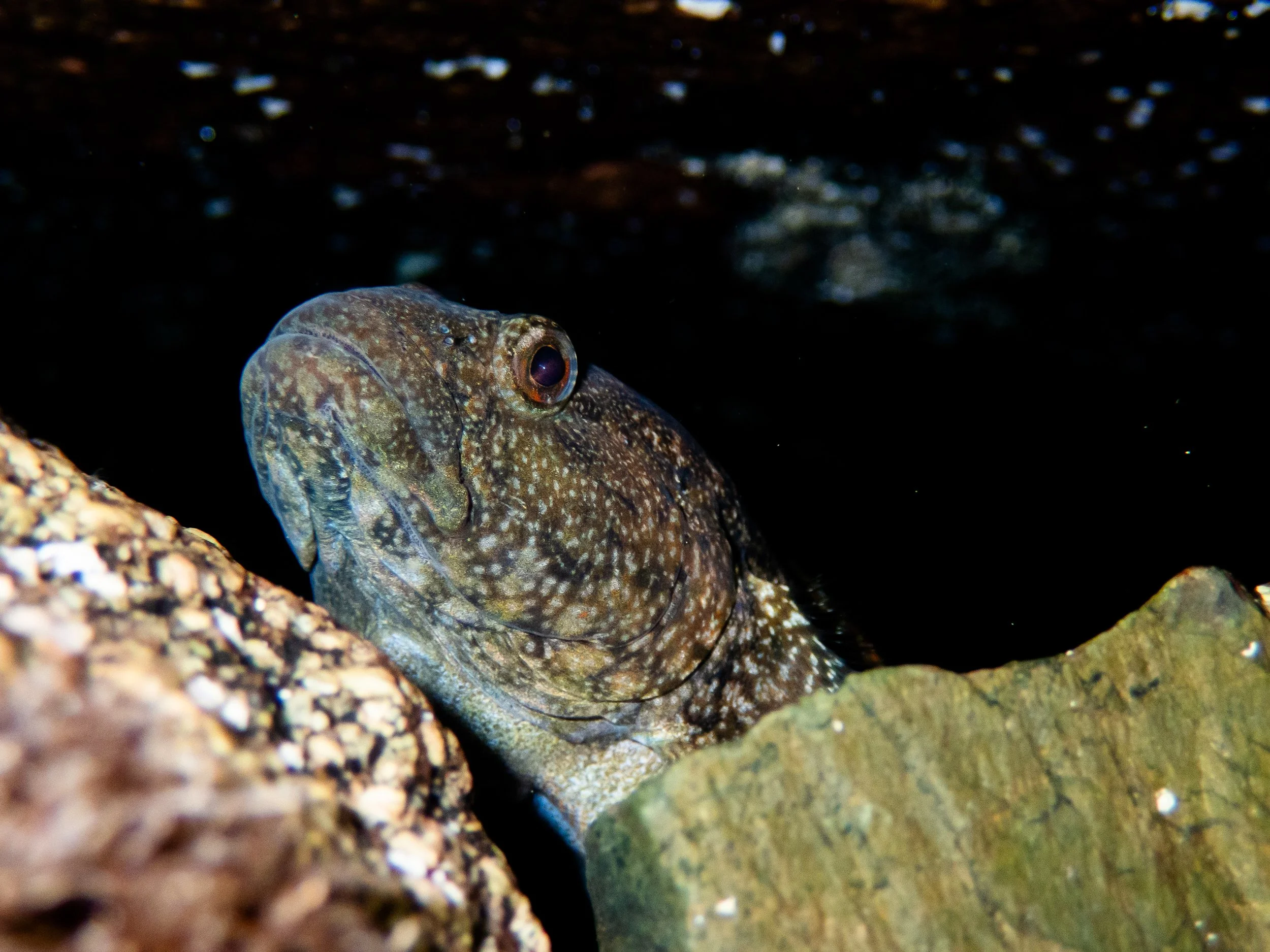 Giant Goby, Fort Grey