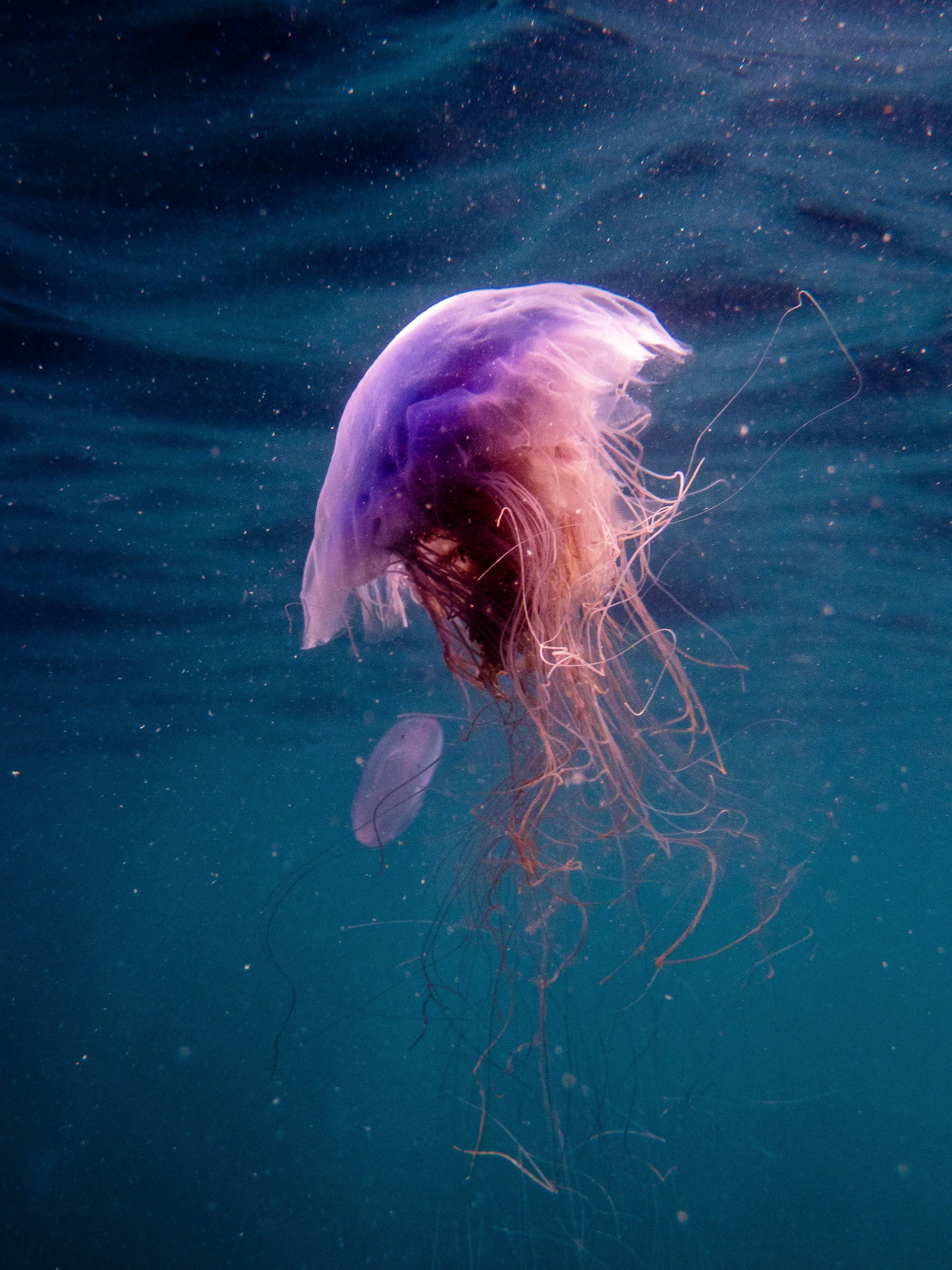 Blue jellyfish