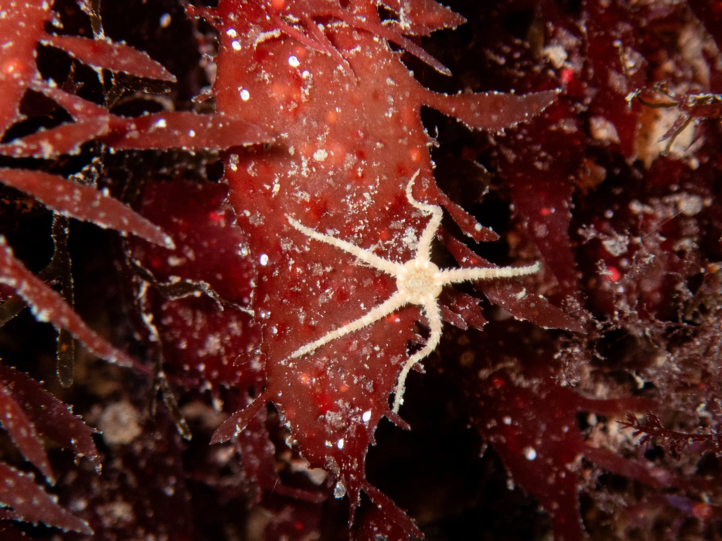 Brittle star, Castle Cornet