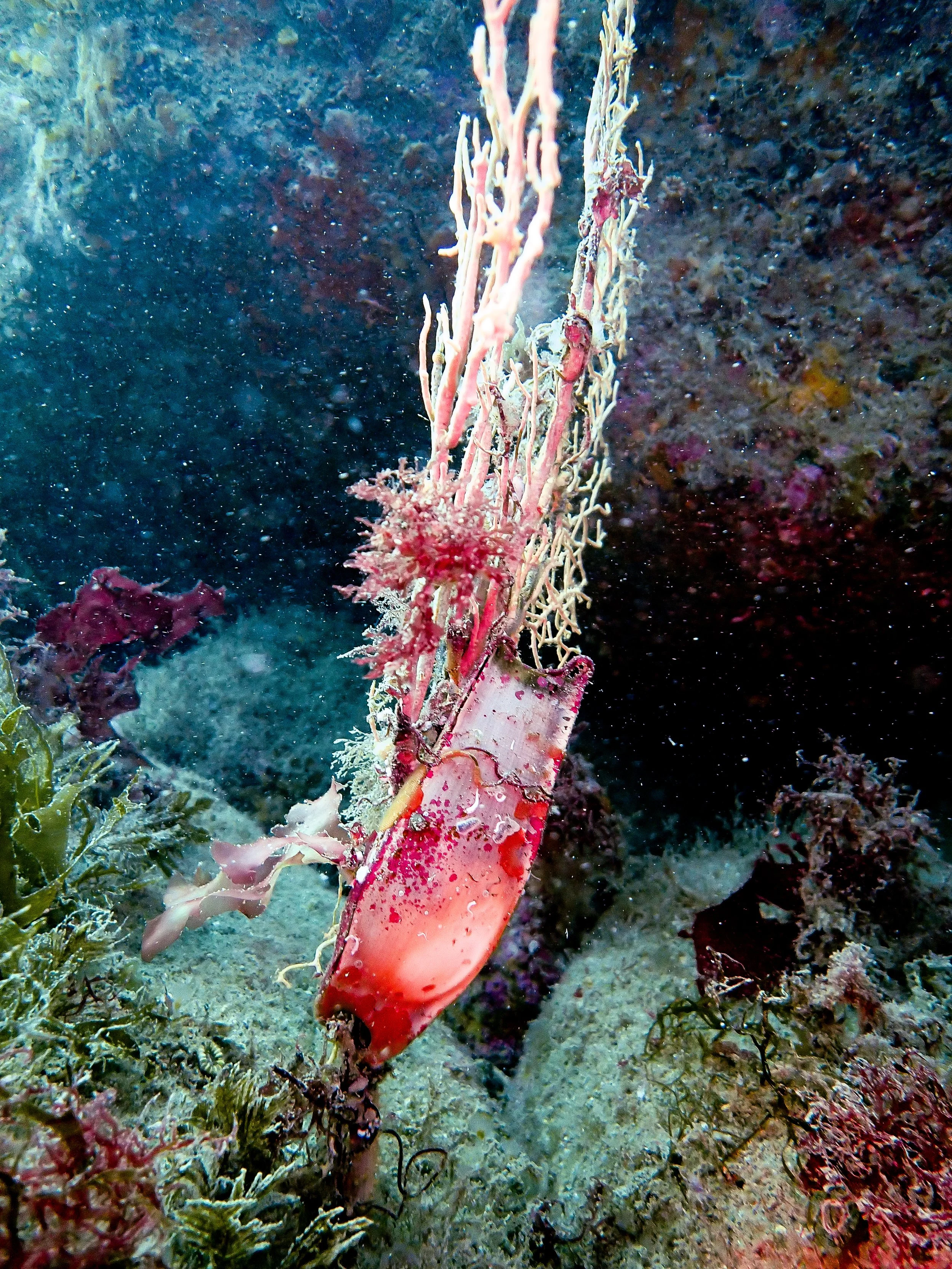 Mermaids purse, Sark