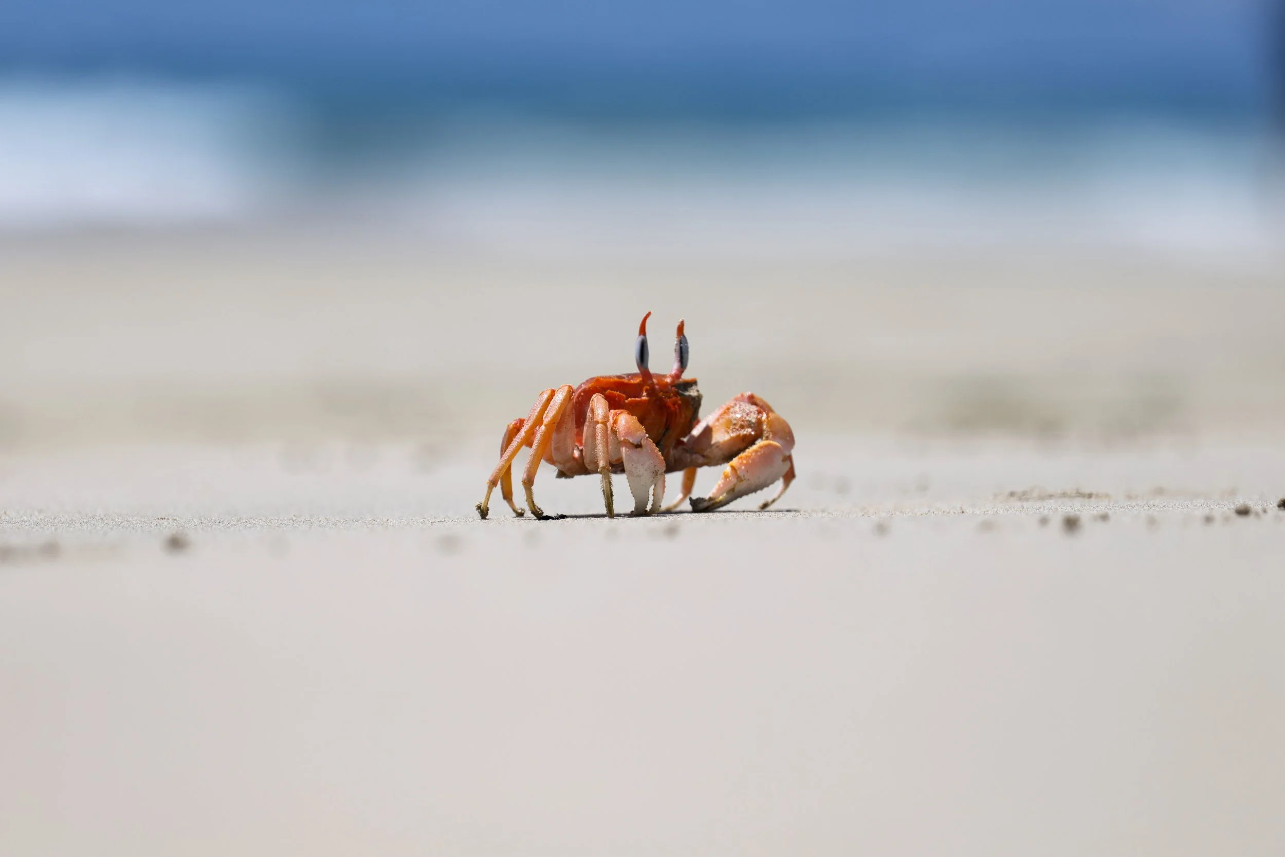 Insects, Arachnids & Crustaceans