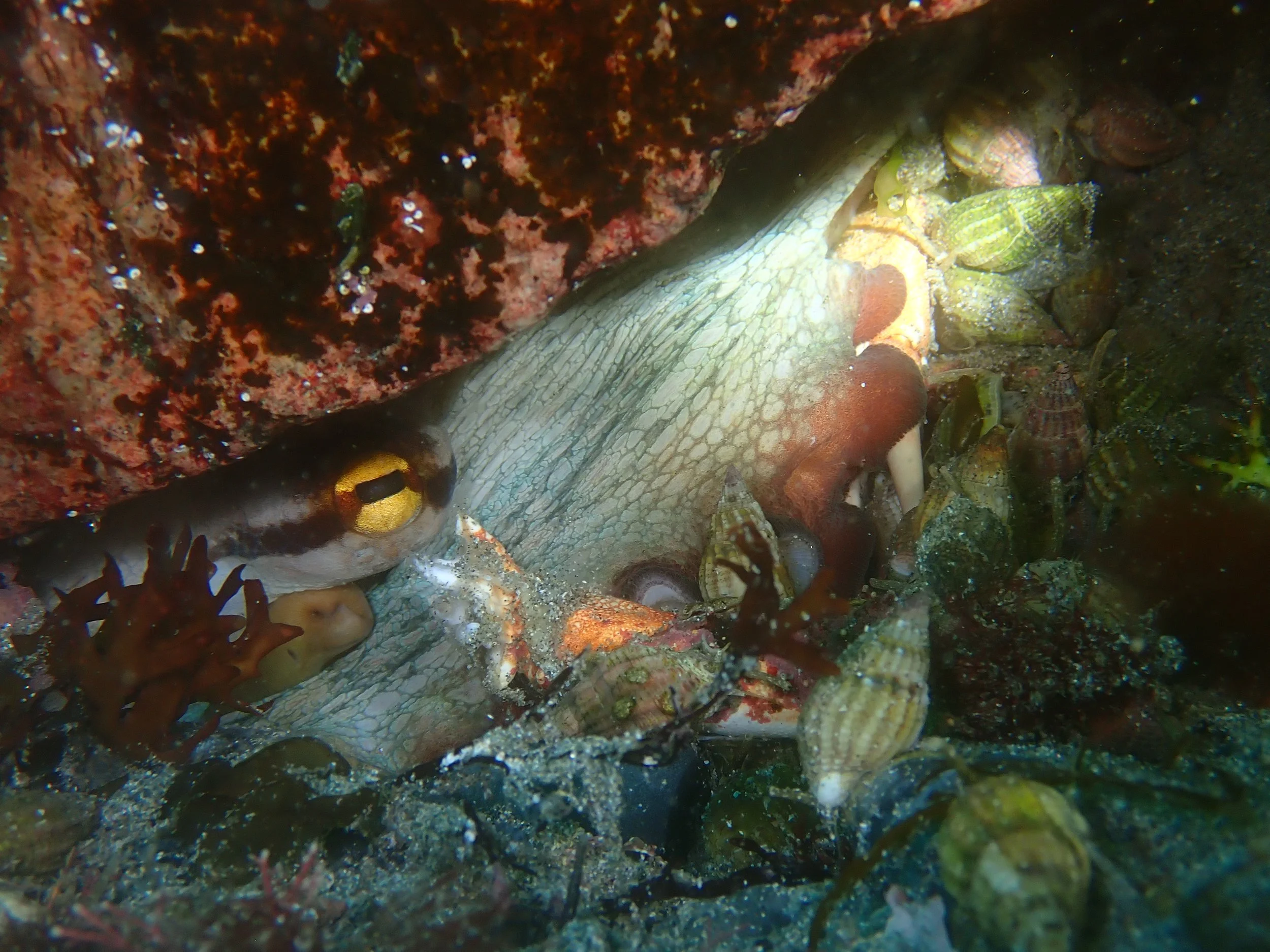 Octopus, Petit Bot