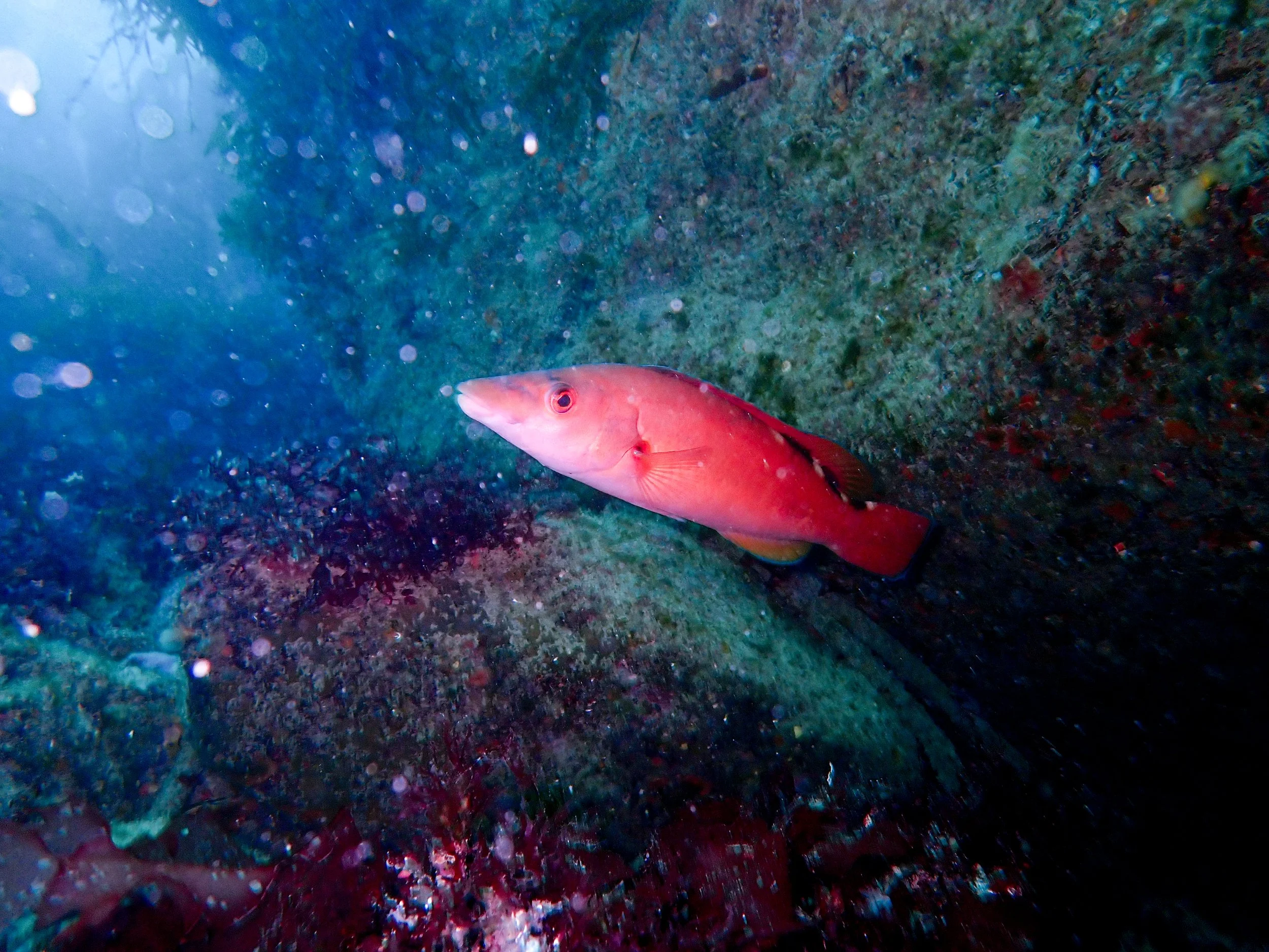 Female Cuckoo Wrasse, Brechou