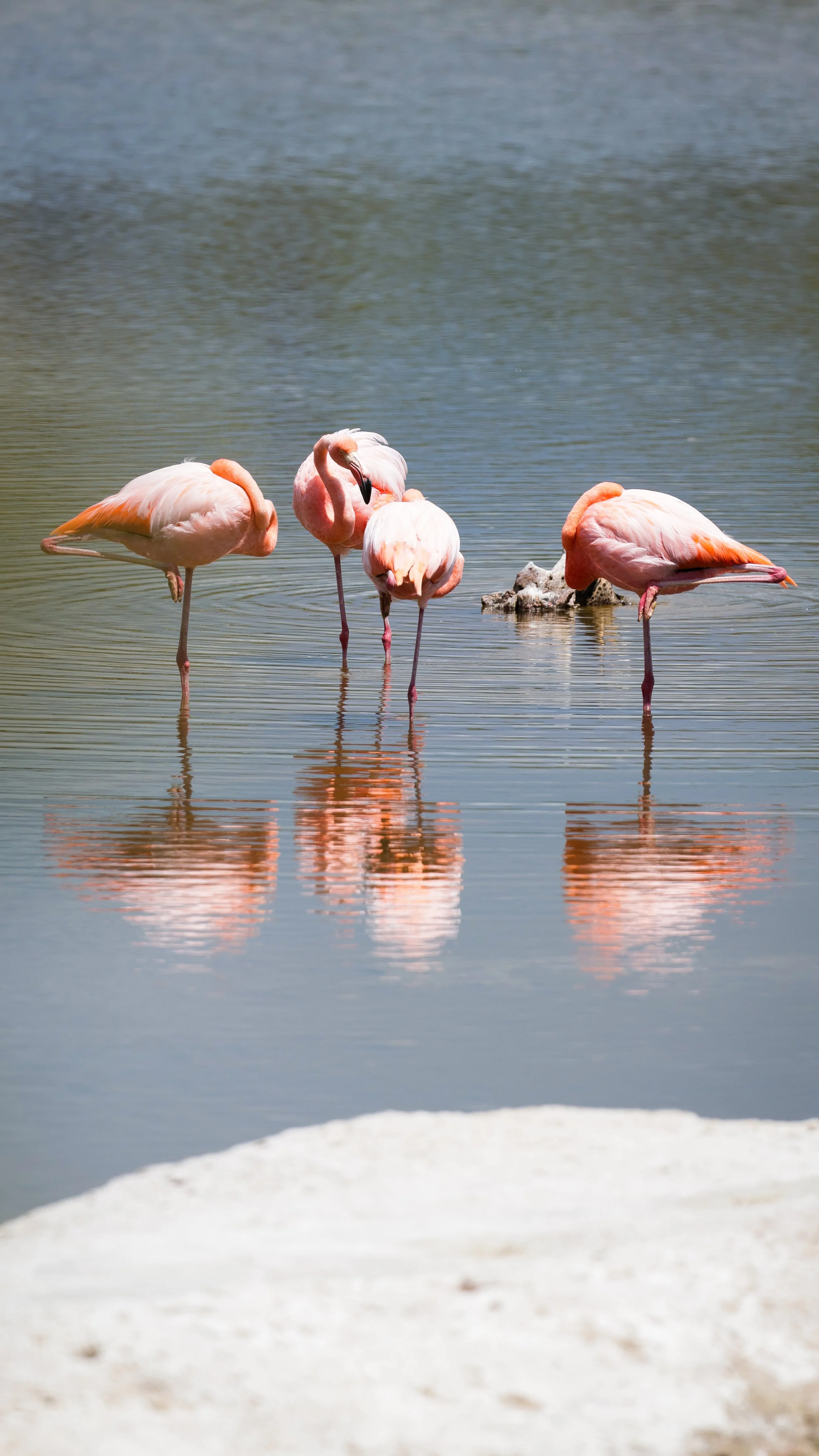 Galapagos Flamingos 