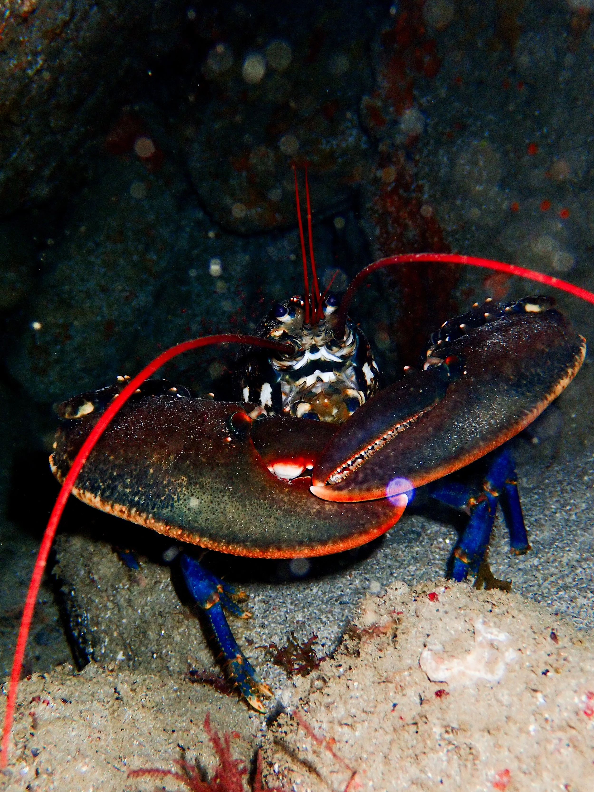 European lobster, Albecq. -6.0m
