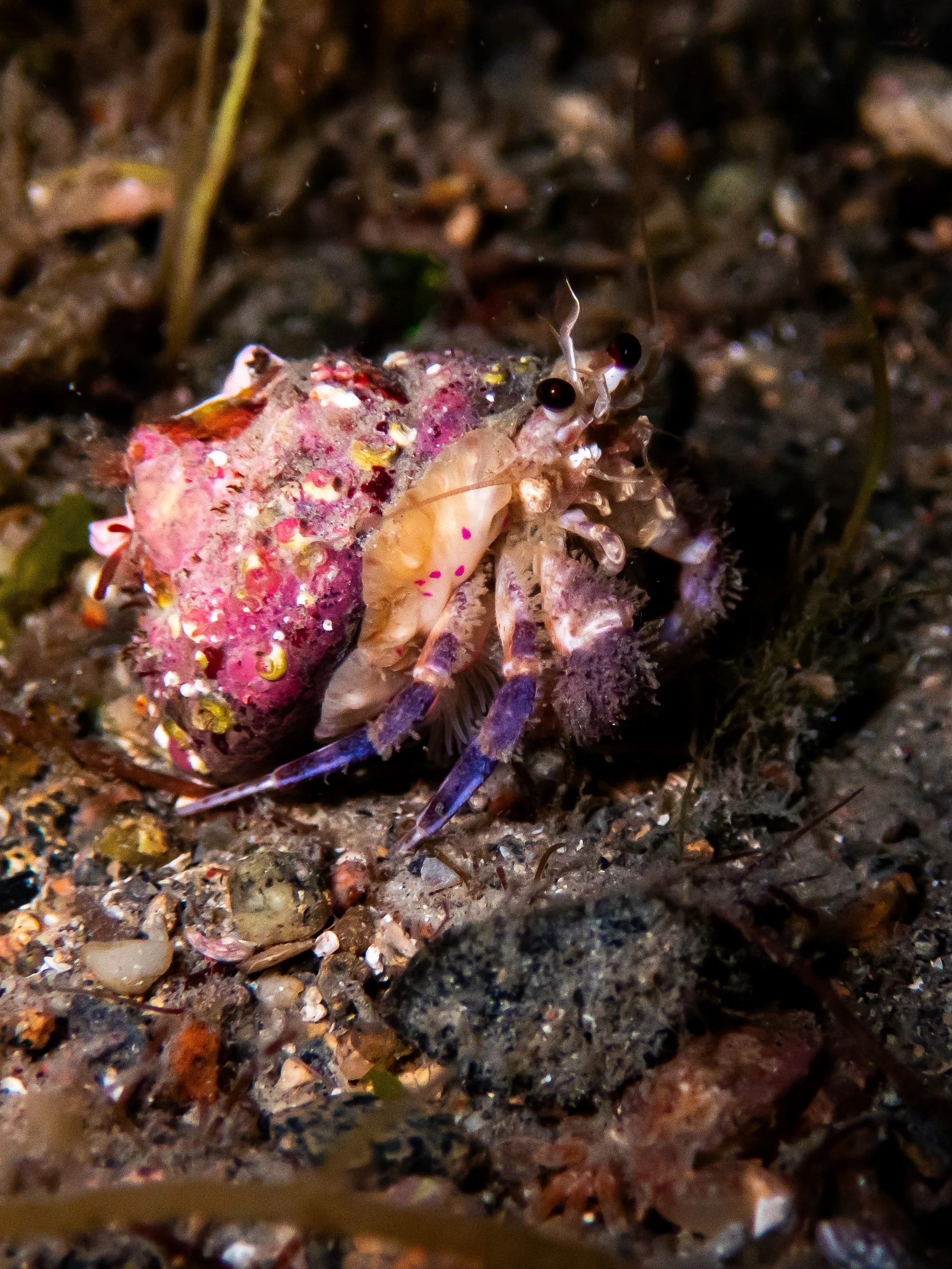 Anenome hermit Crab, Havelet