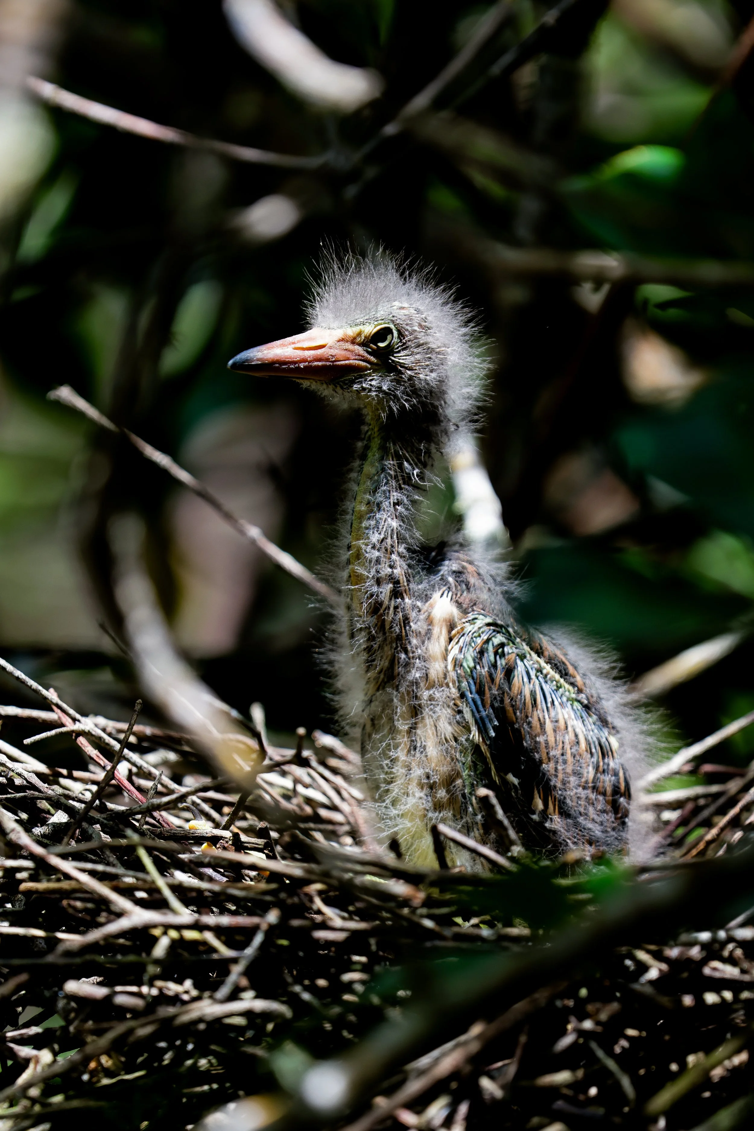 Lava Heron Chick, Isla Isabella