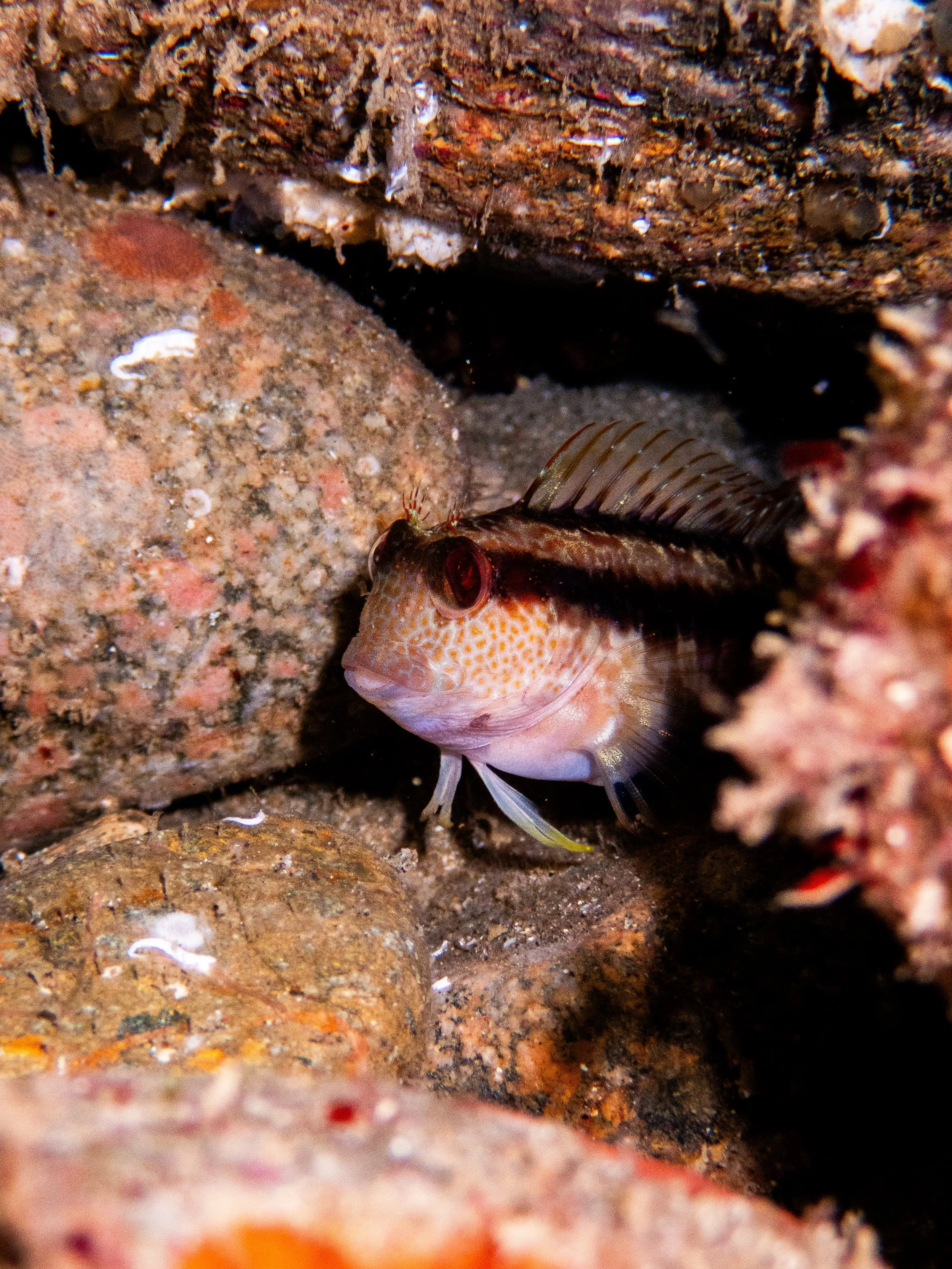 Tompot blenny, Gouliot caves