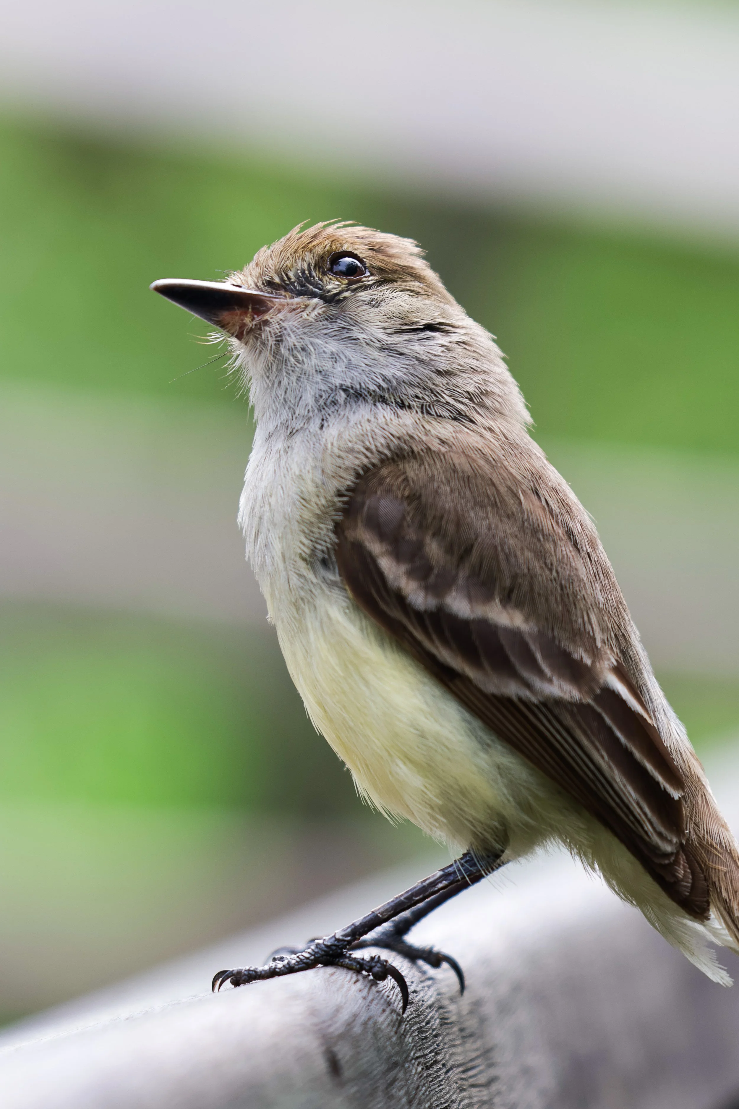 Galapagos Flycatcher