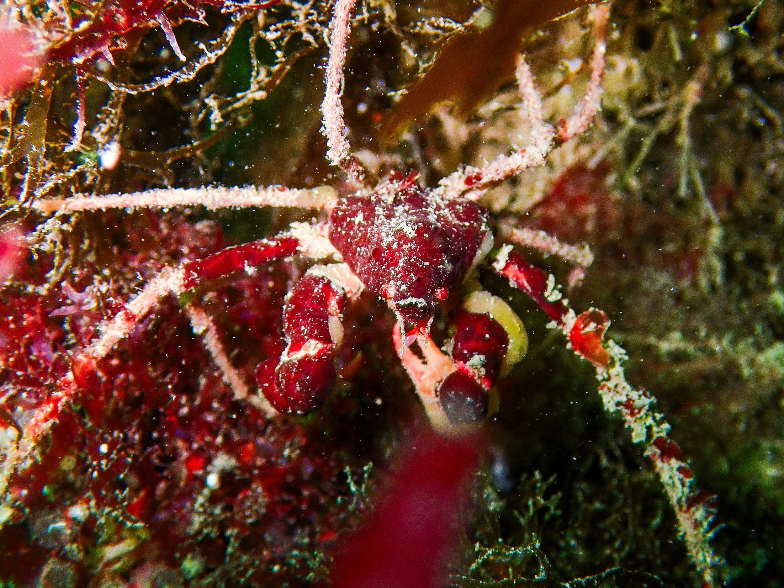 Scorpion Spider Crab, Castle Cornet