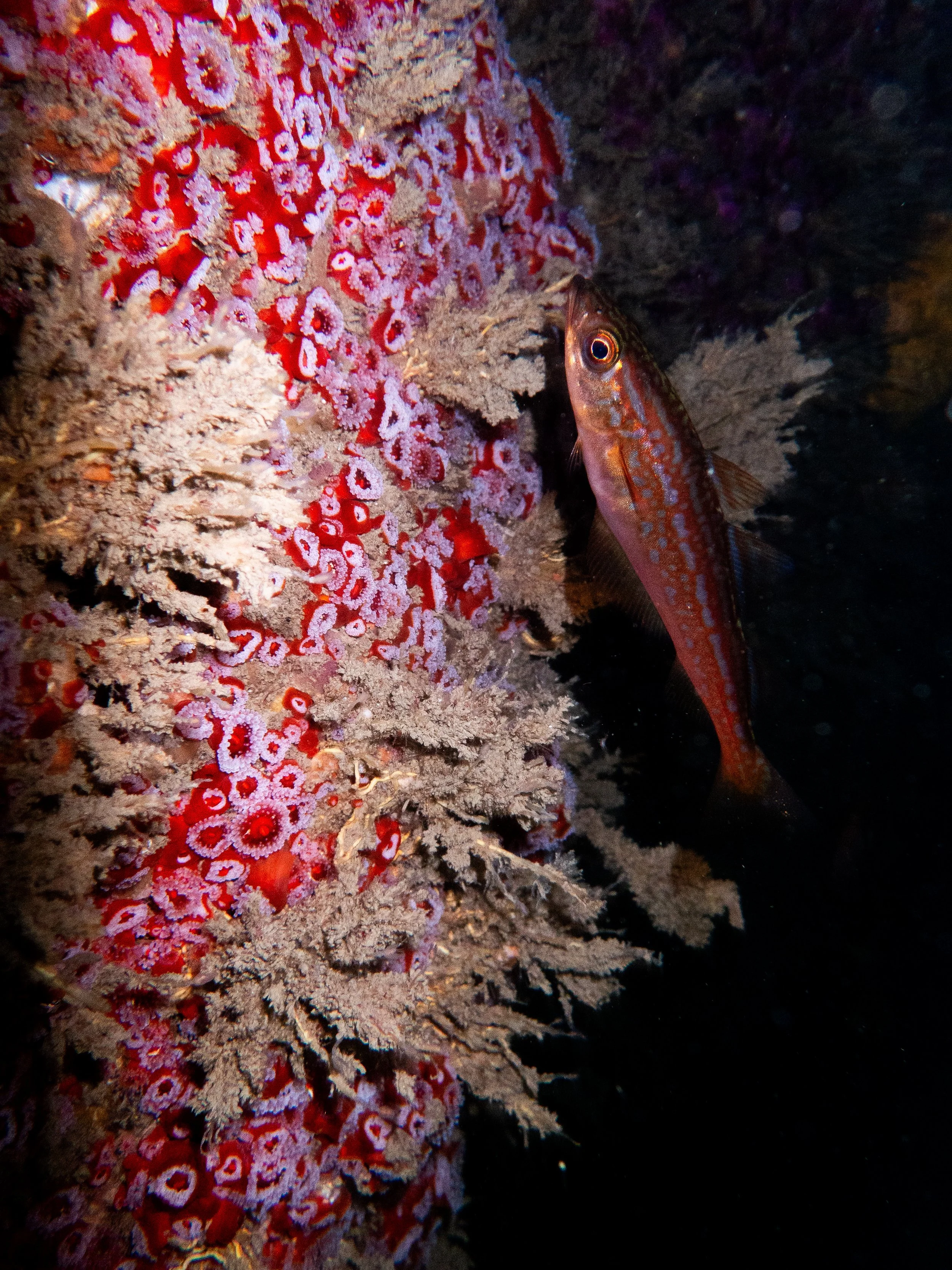 Jewel anenome & juvenile pollack, Gouliot Caves